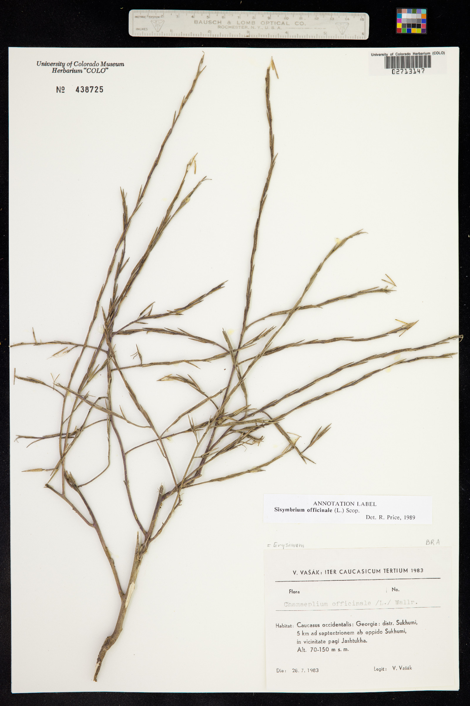 Sisymbrium officinale image