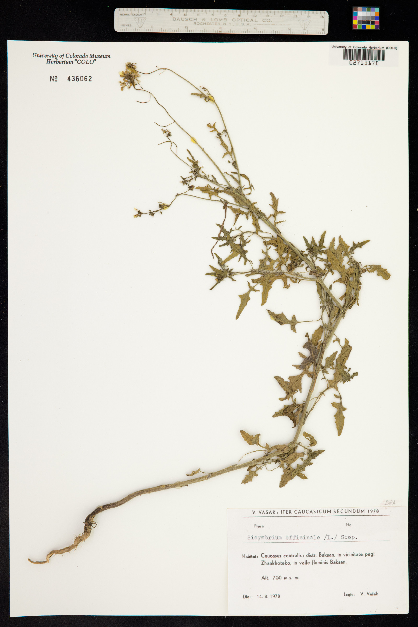 Sisymbrium officinale image