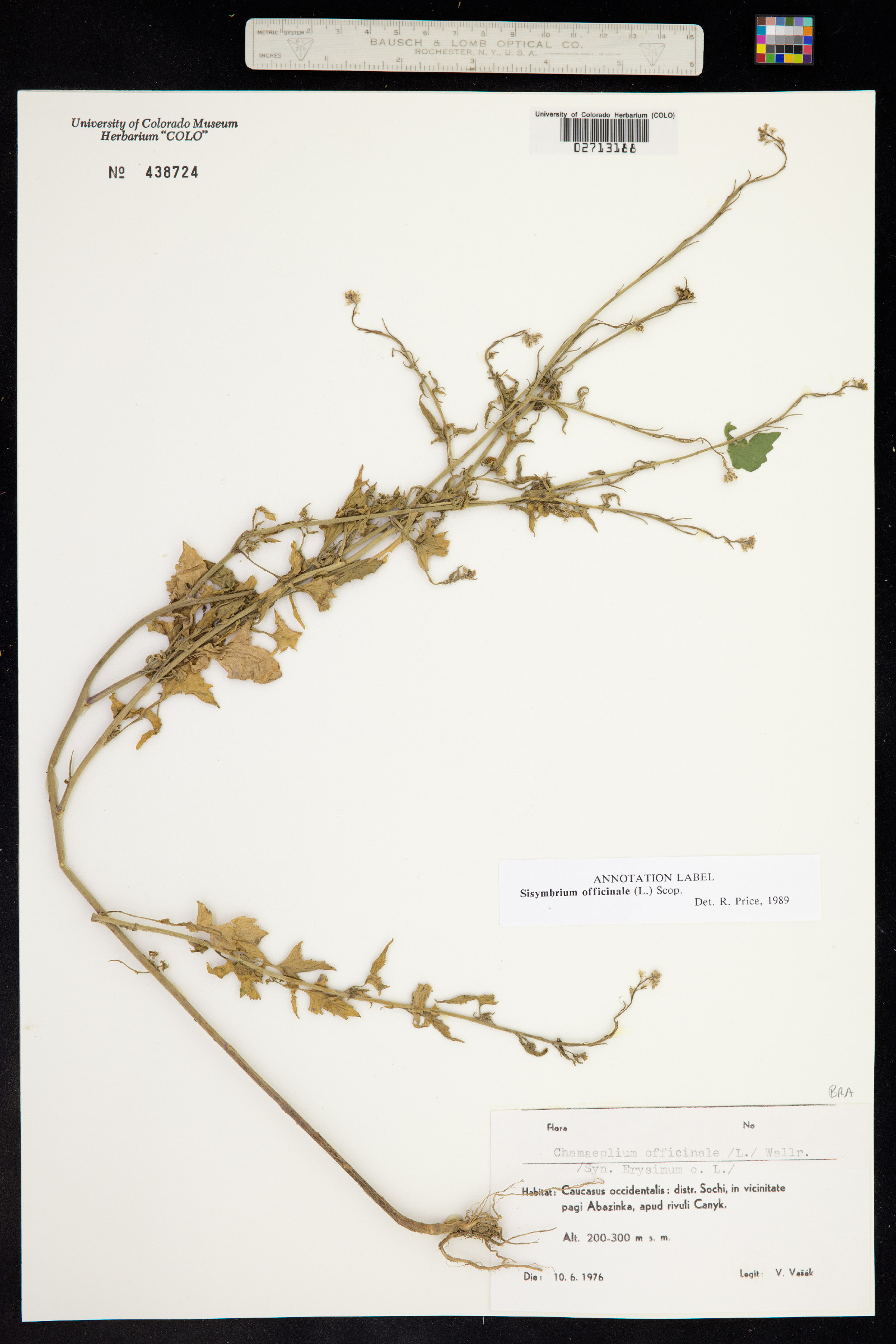 Sisymbrium officinale image