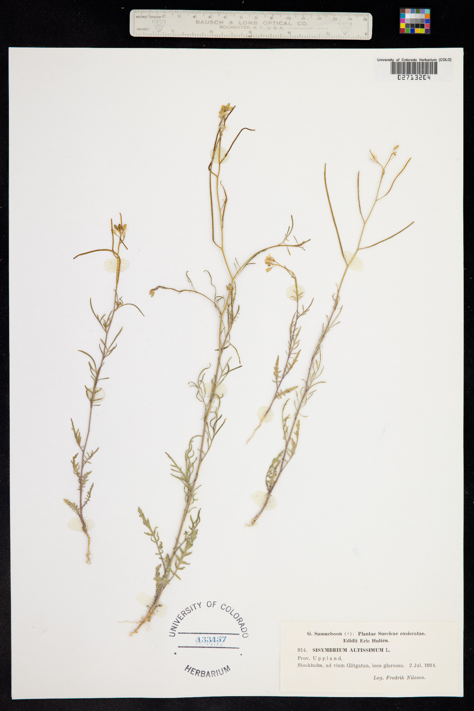 Sisymbrium altissimum image