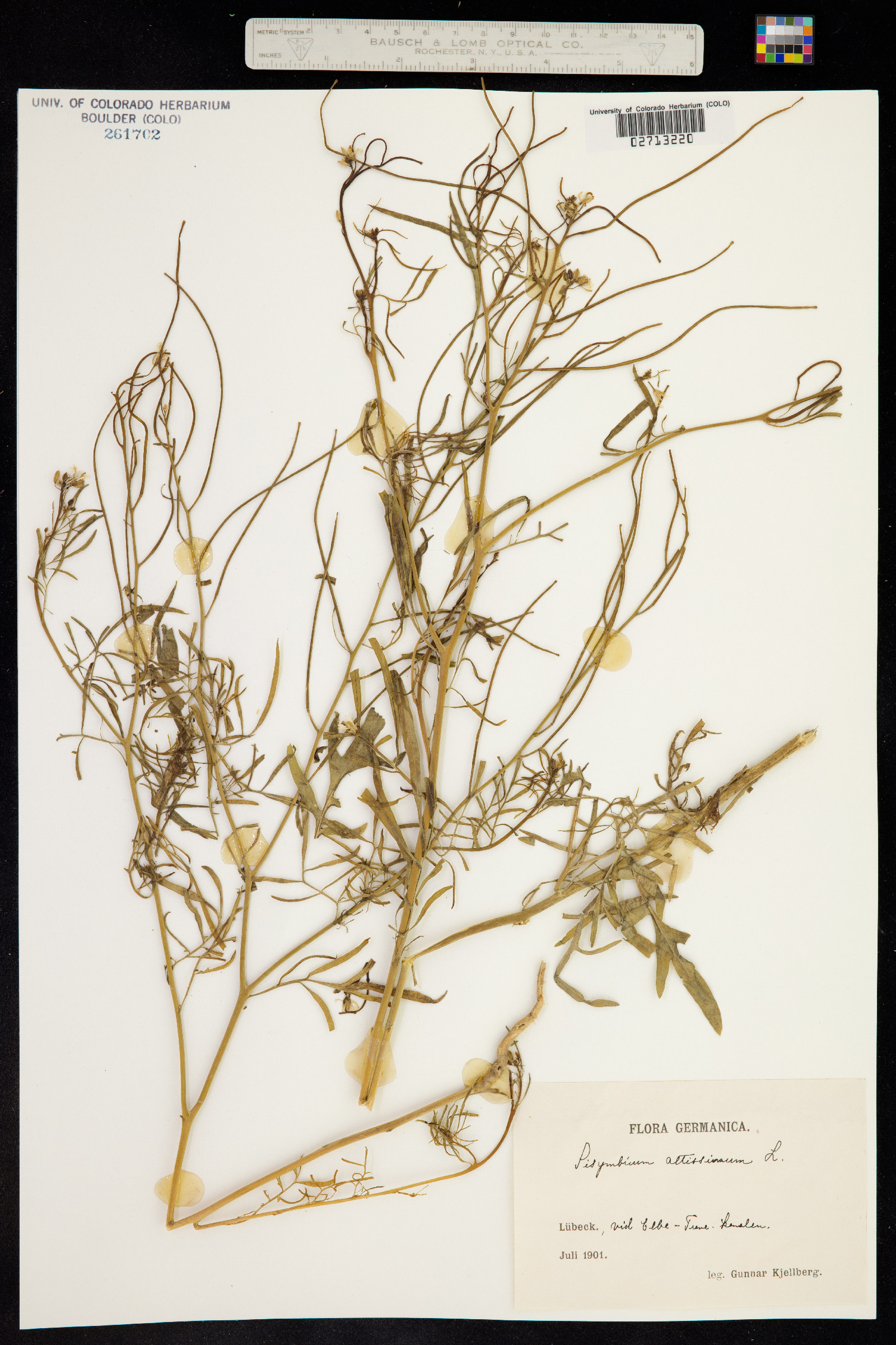 Sisymbrium altissimum image