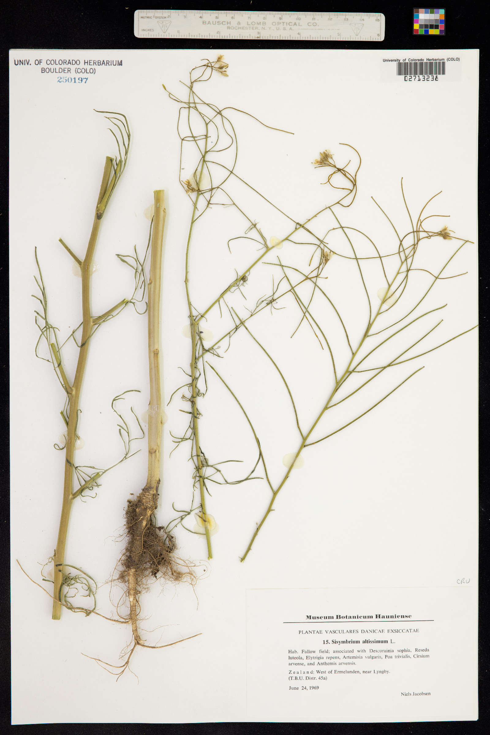 Sisymbrium altissimum image
