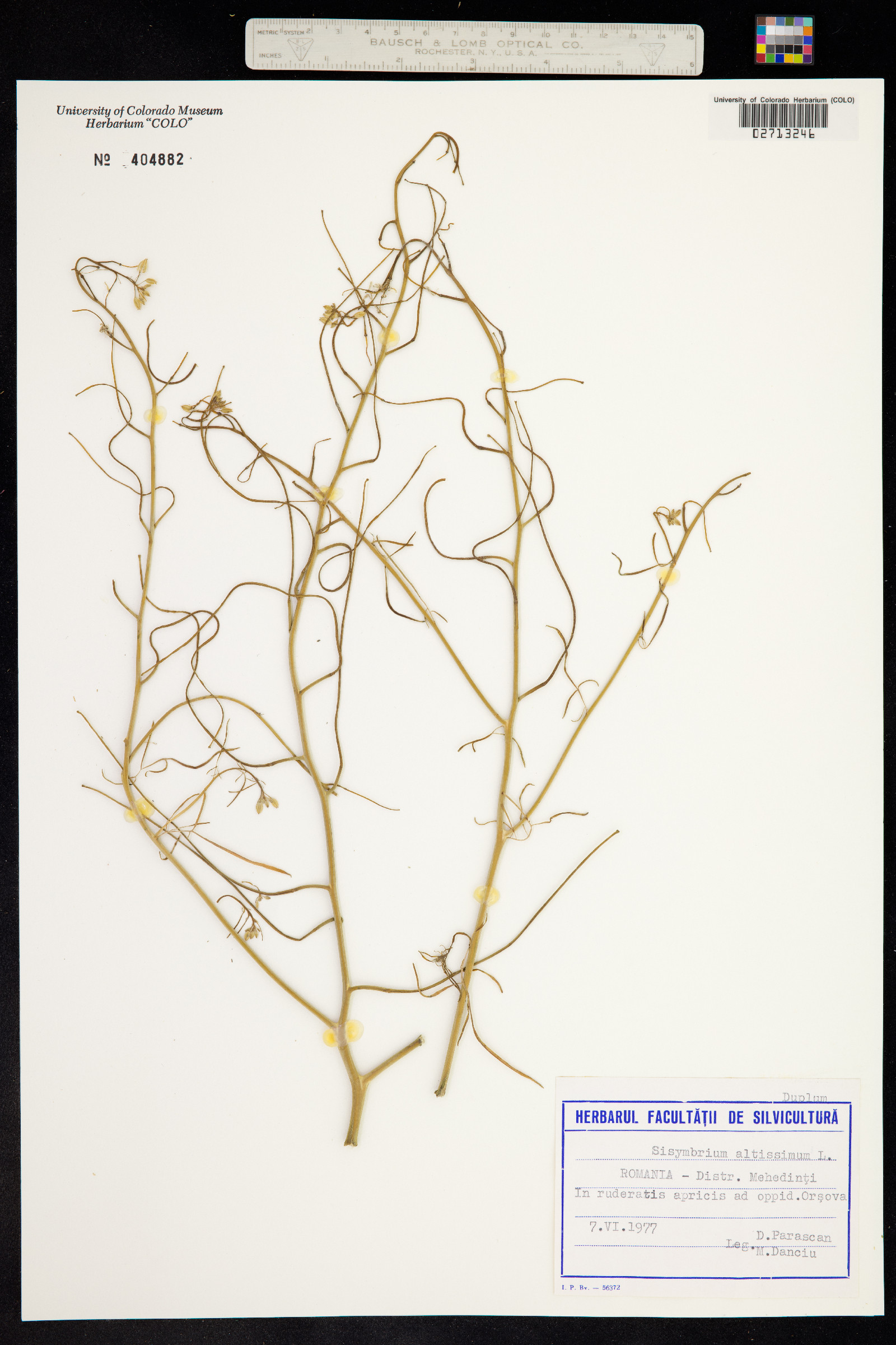 Sisymbrium altissimum image