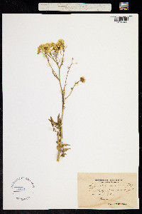 Image of Sisymbrium austriacum