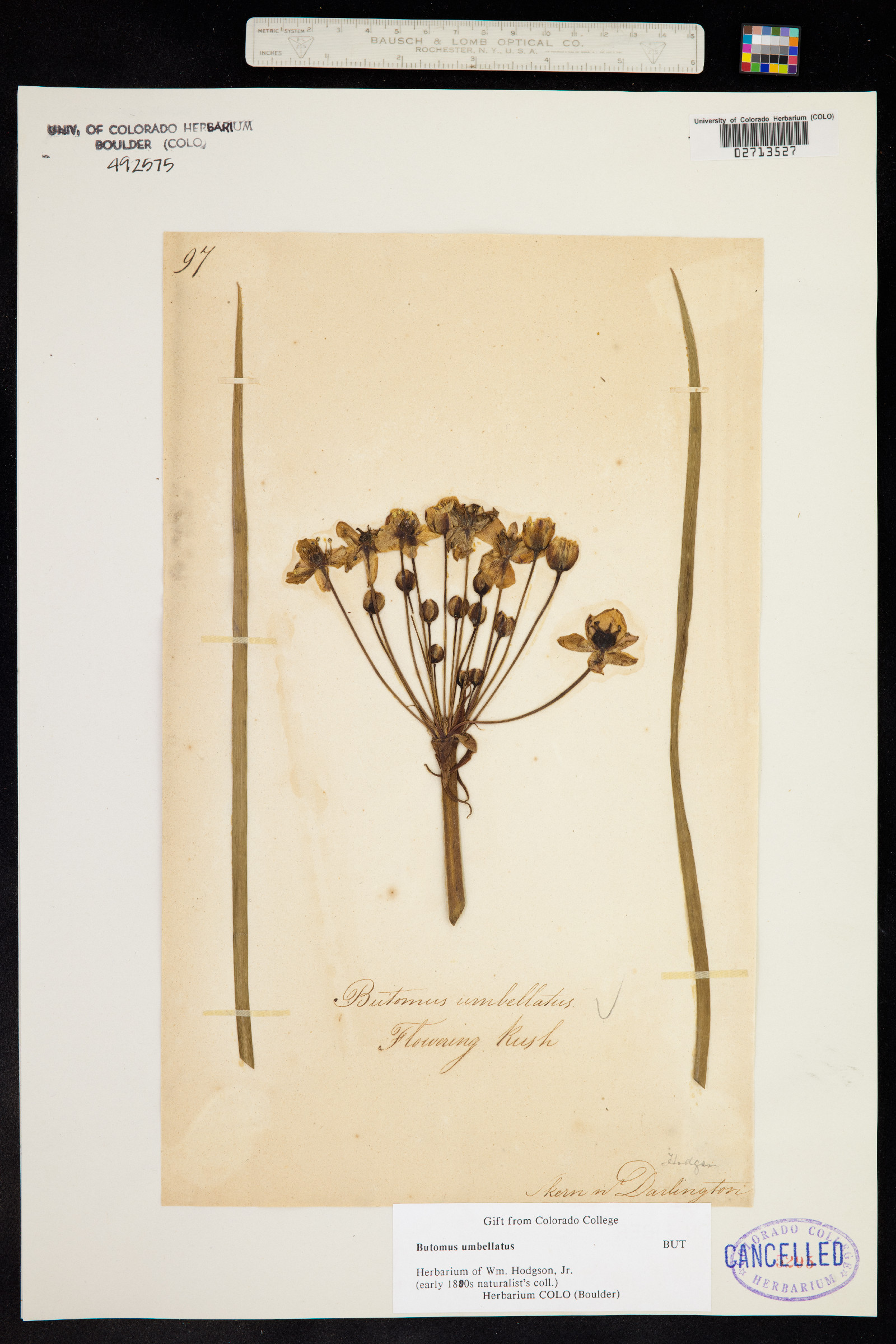 Butomus umbellatus image
