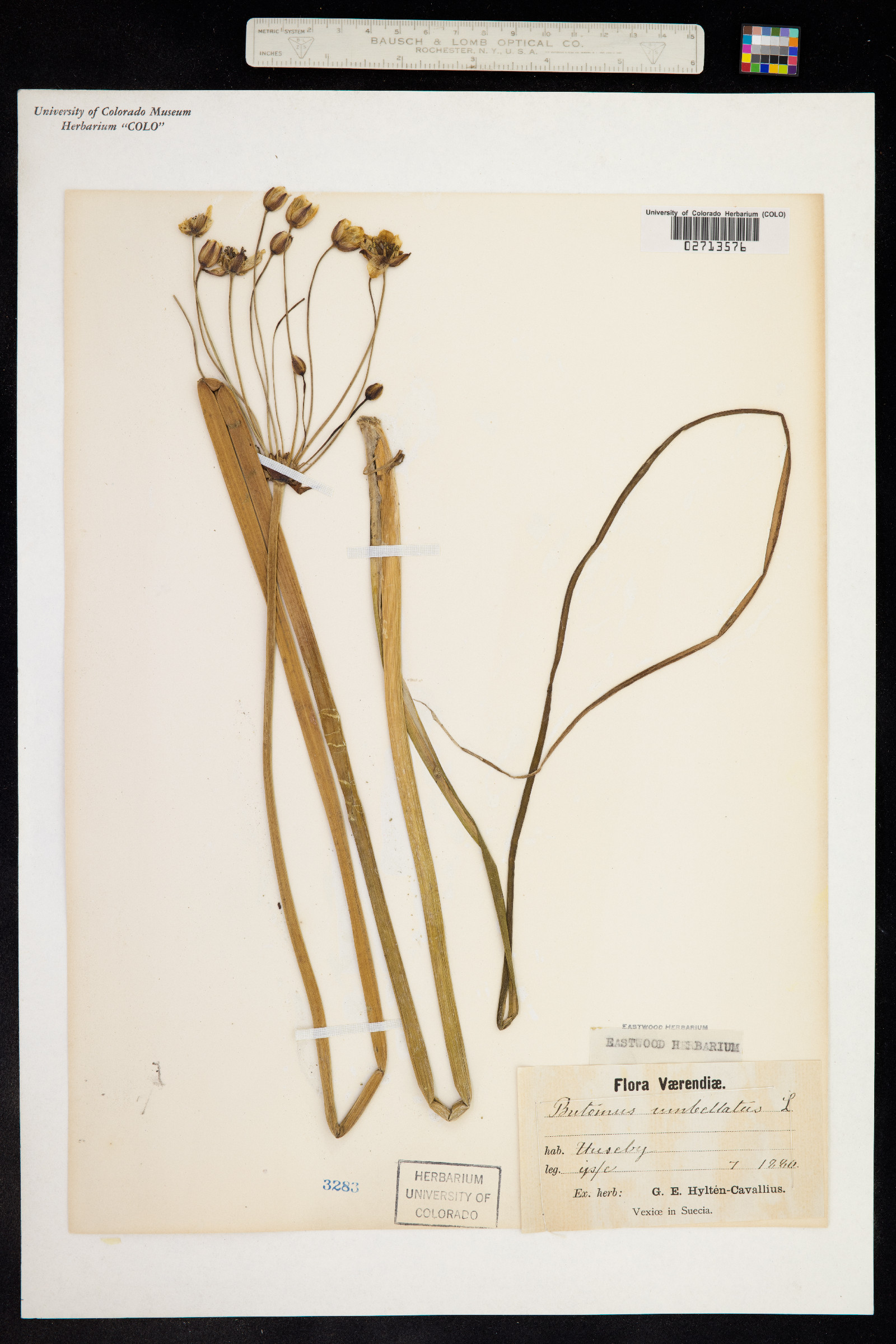 Butomus image