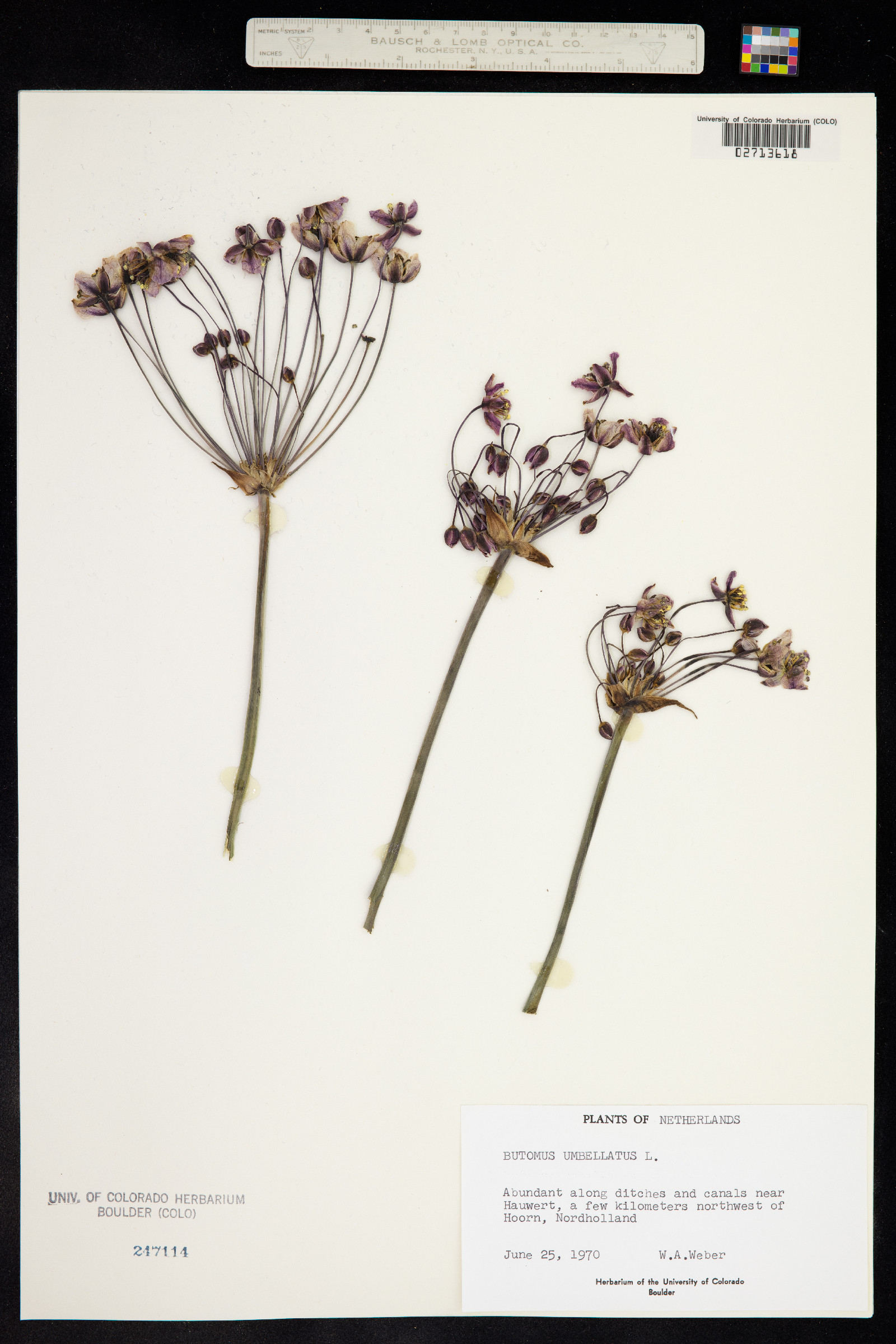Butomus umbellatus image