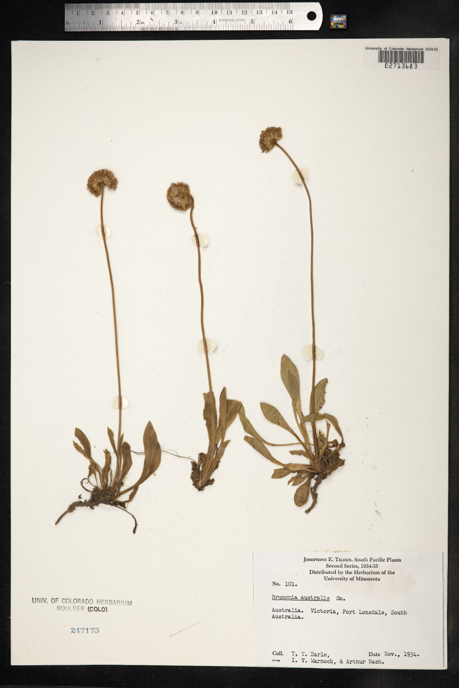 Goodeniaceae image