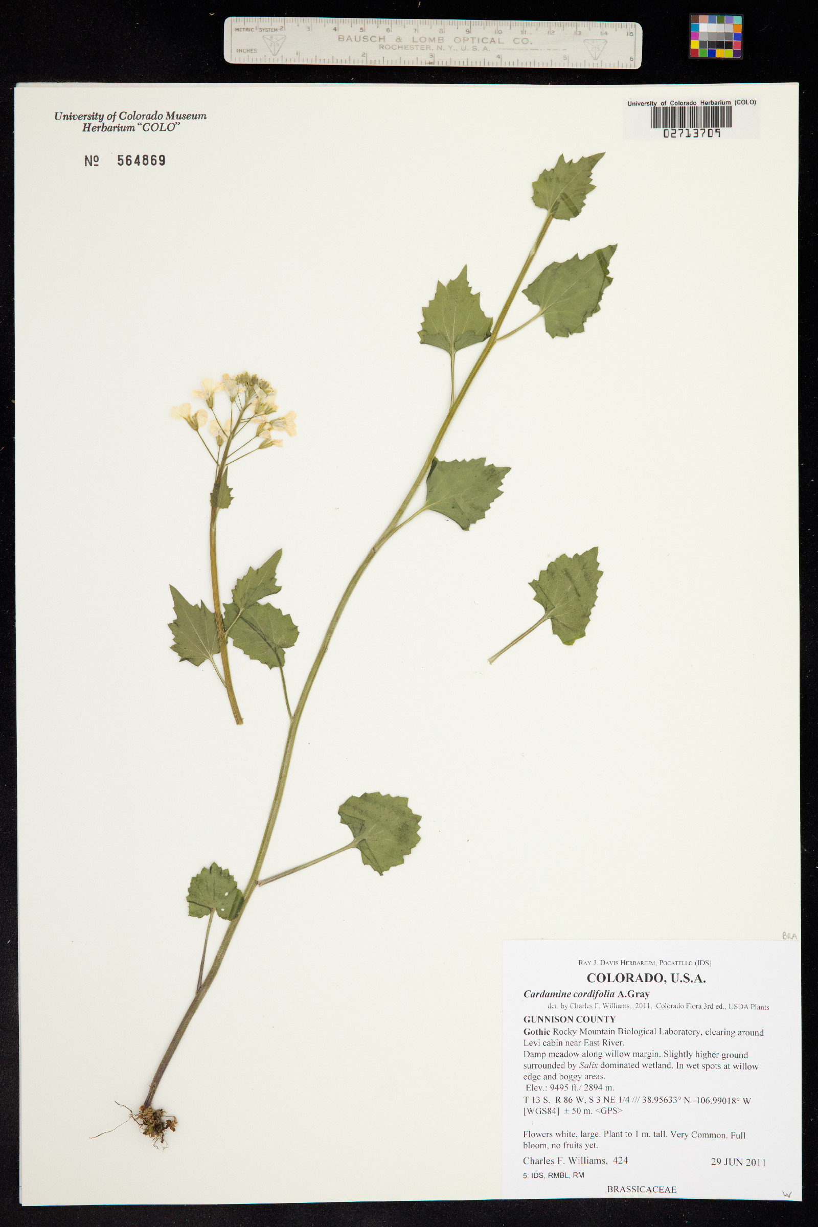 Cardamine cordifolia image