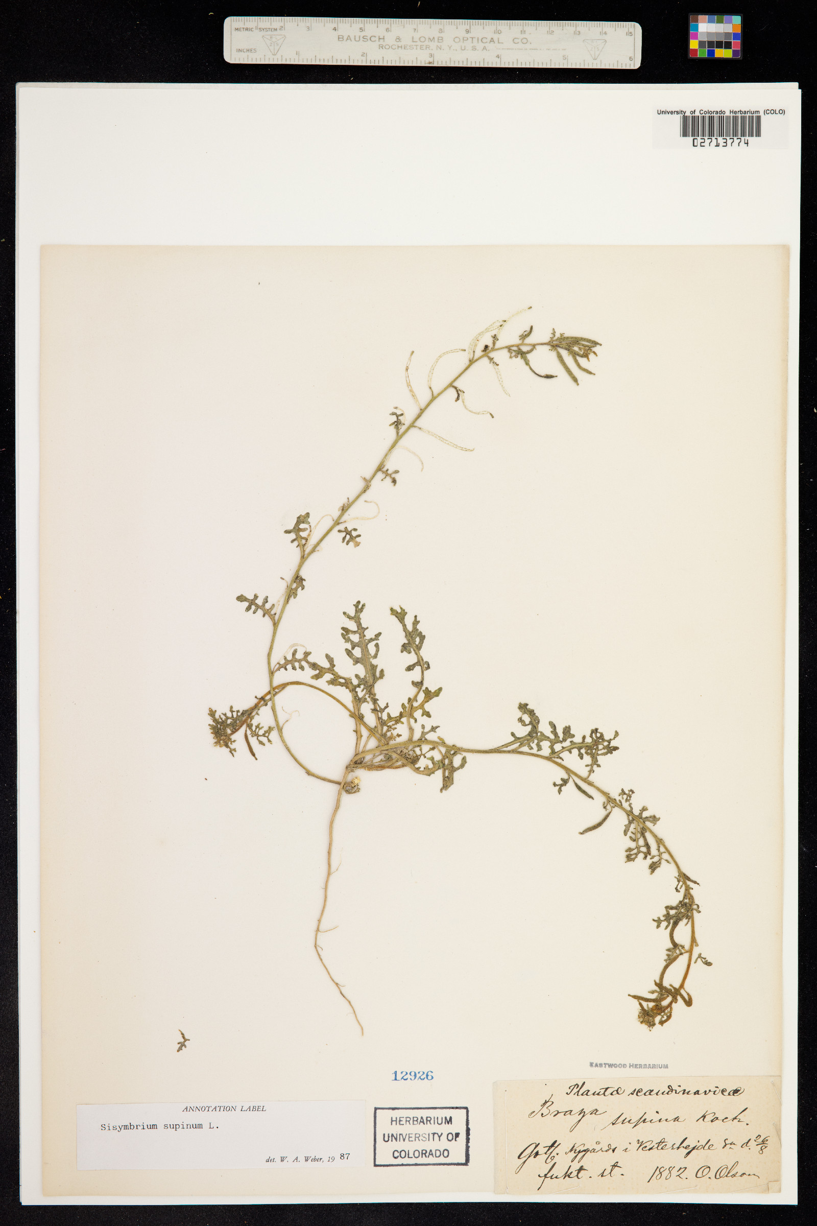 Erucastrum supinum image