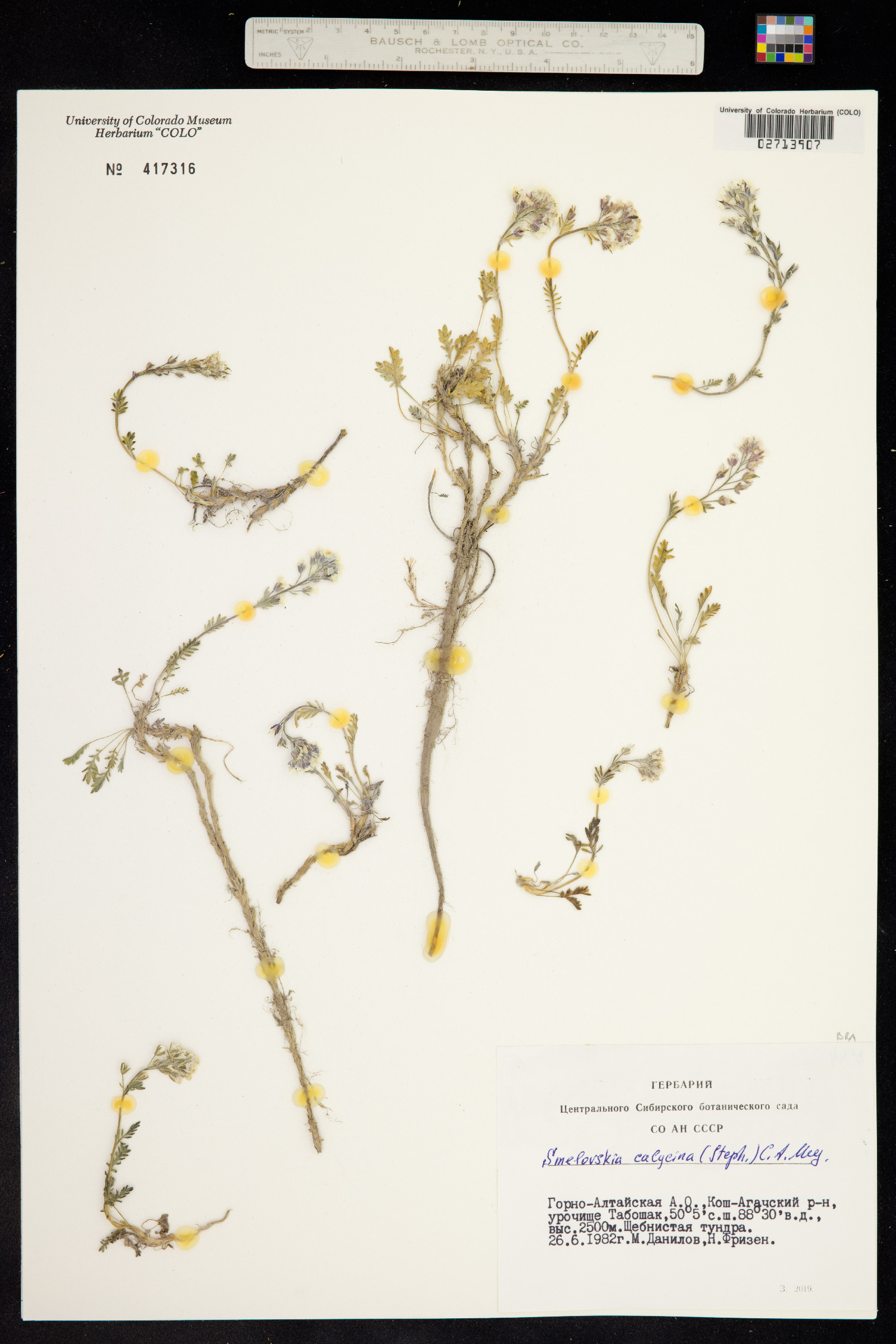 Smelowskia calycina image