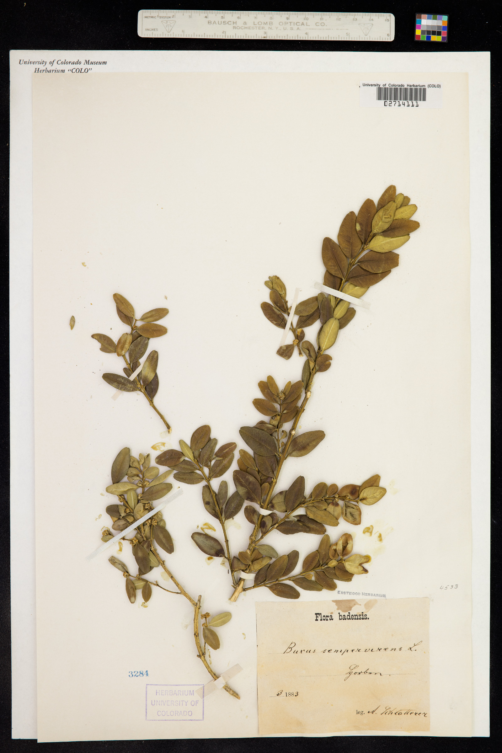 Simmondsiaceae image