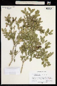 Image of Buxus macowanii
