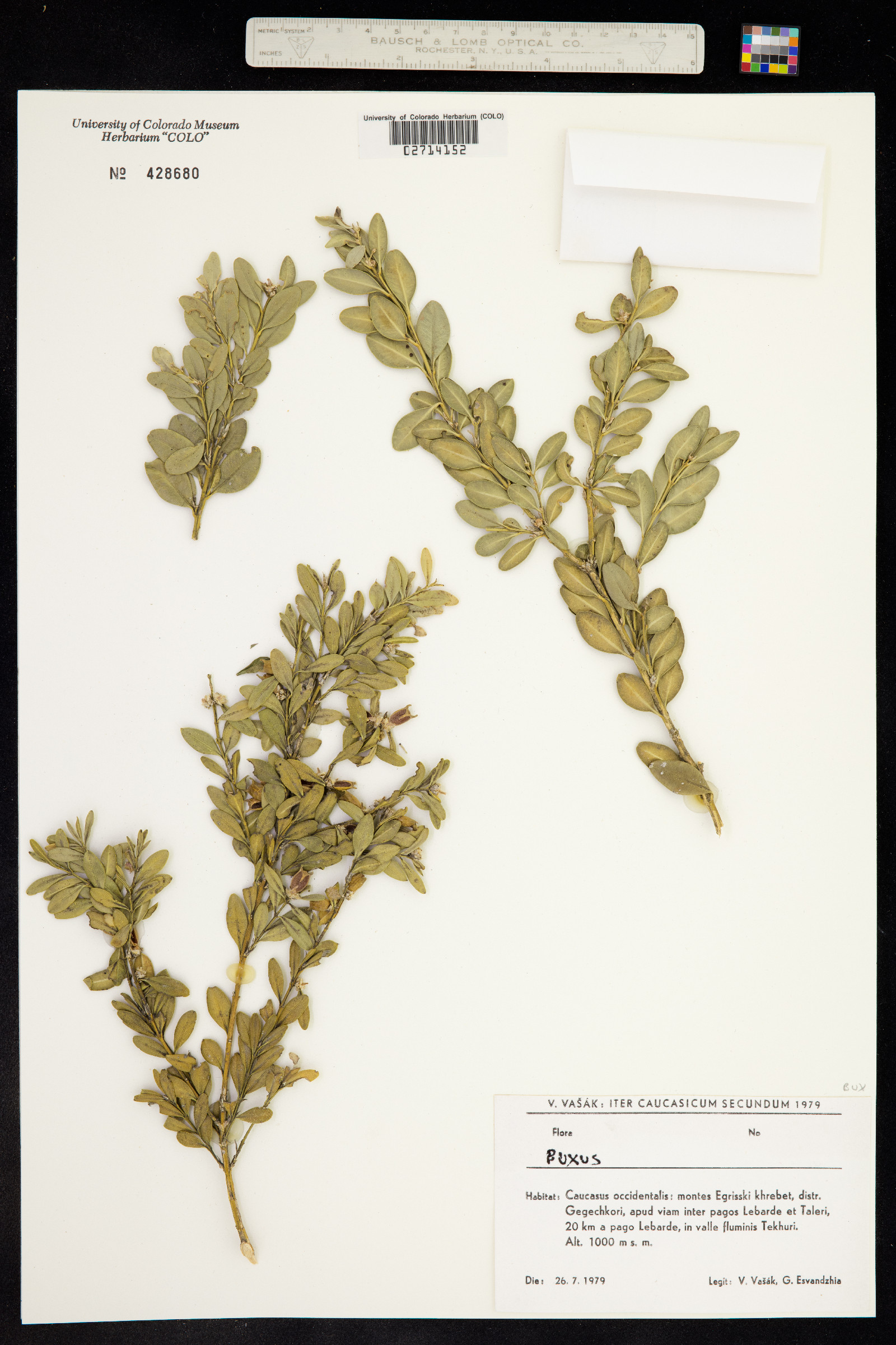 Buxus image
