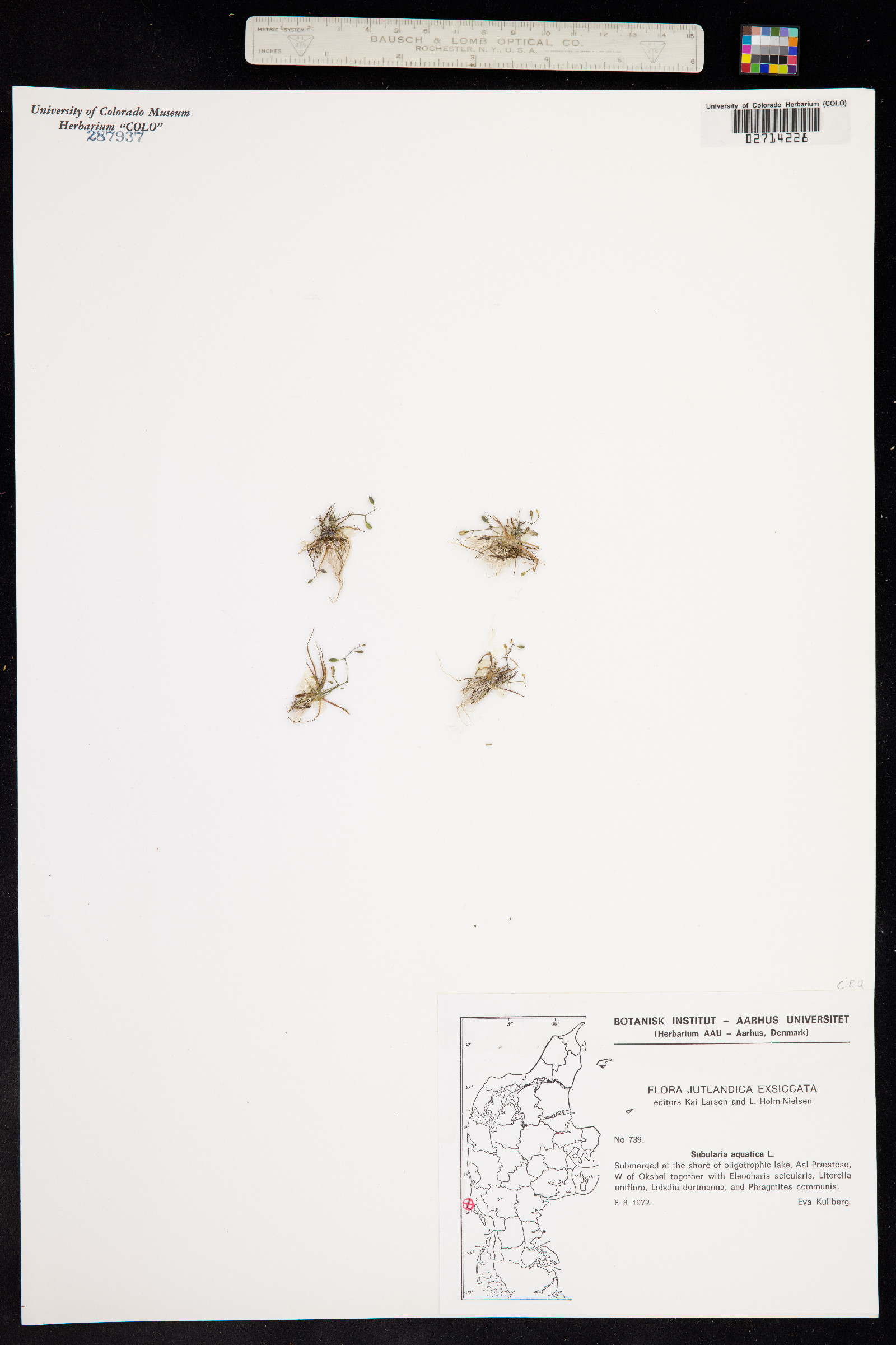 Subularia aquatica image