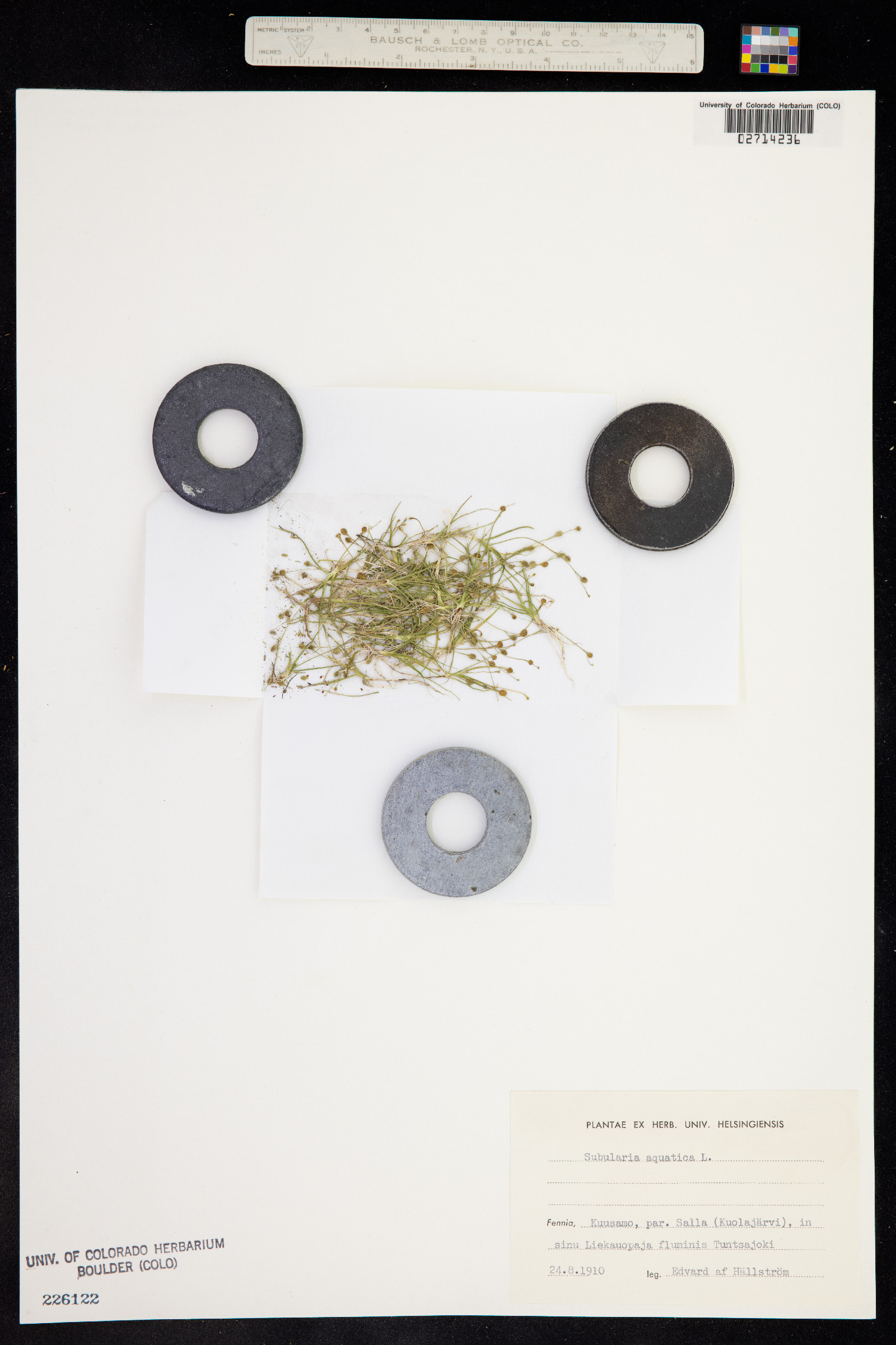 Subularia aquatica image