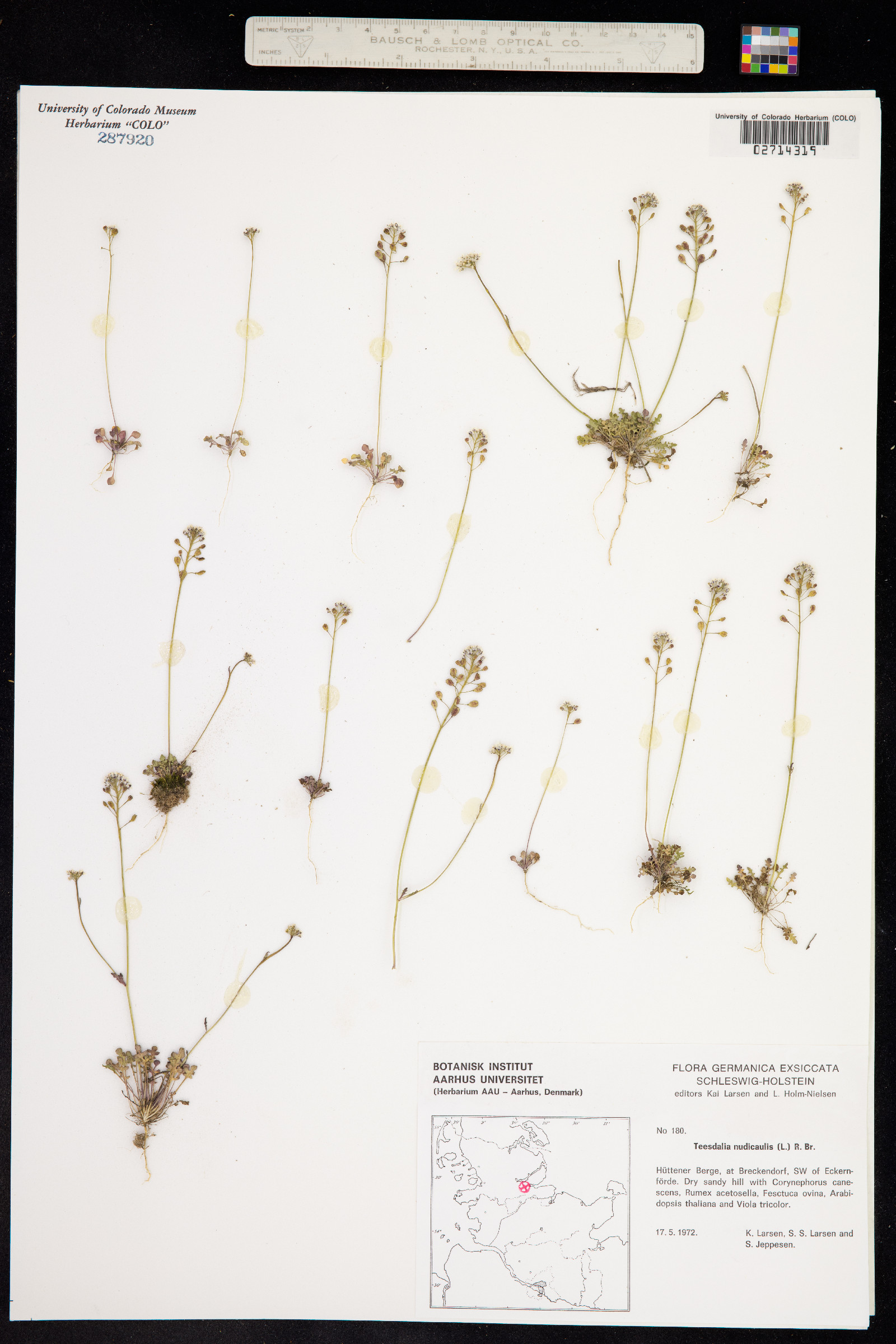 Teesdalia nudicaulis image