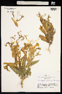 Tauscheria lasiocarpa image