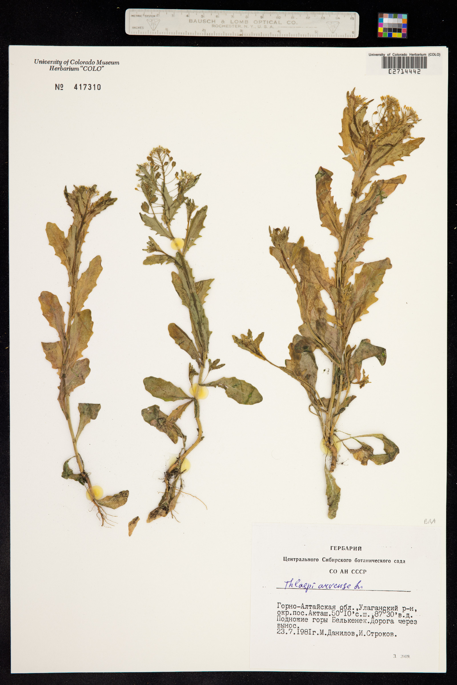 Thlaspi image