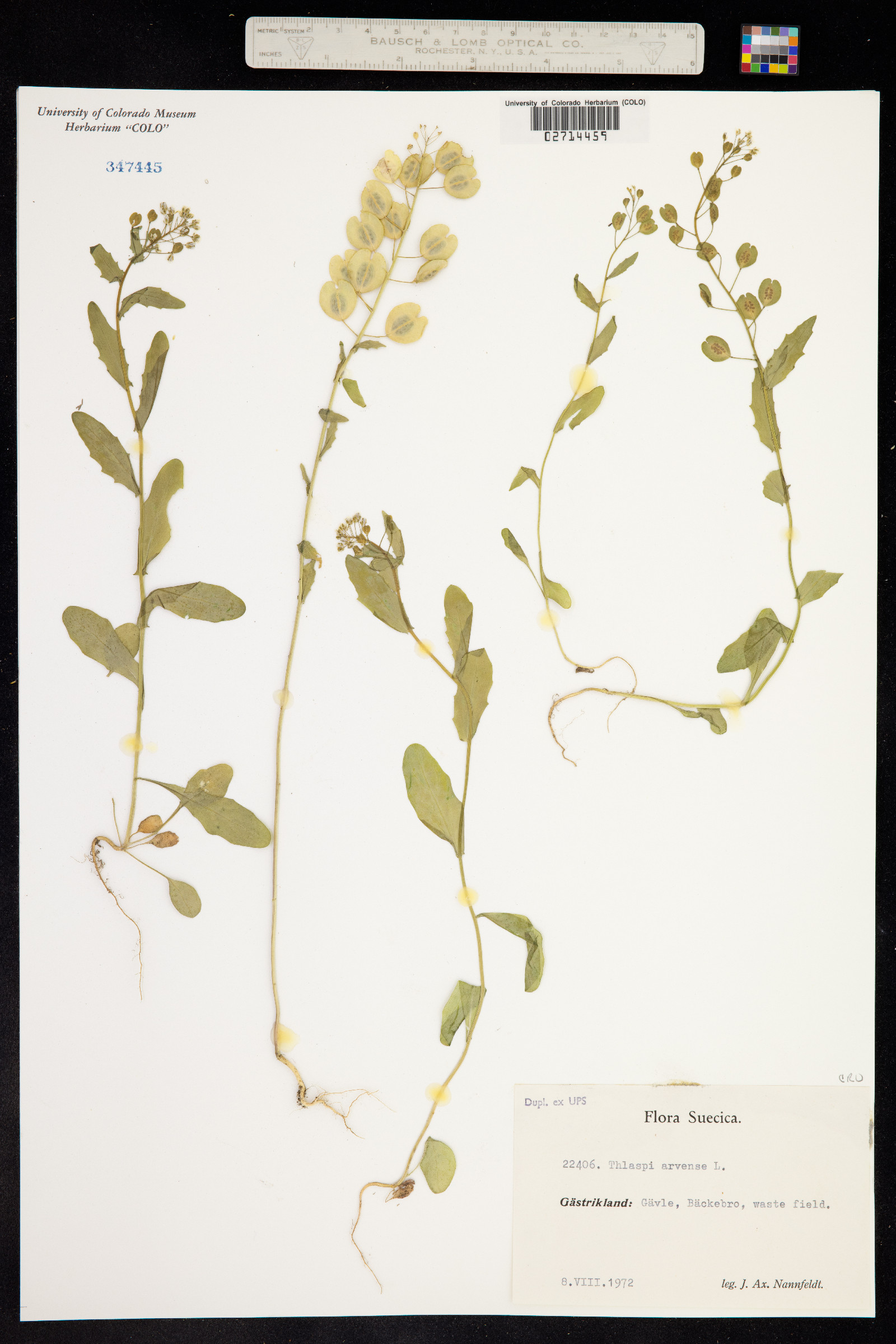 Thlaspi image