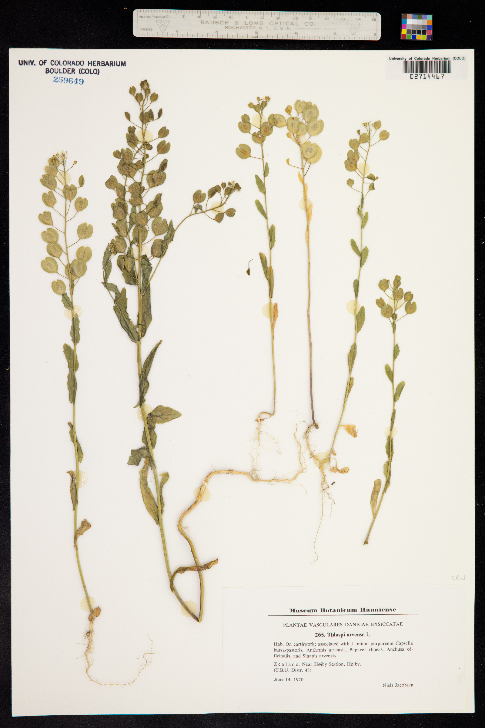 Thlaspi arvense image