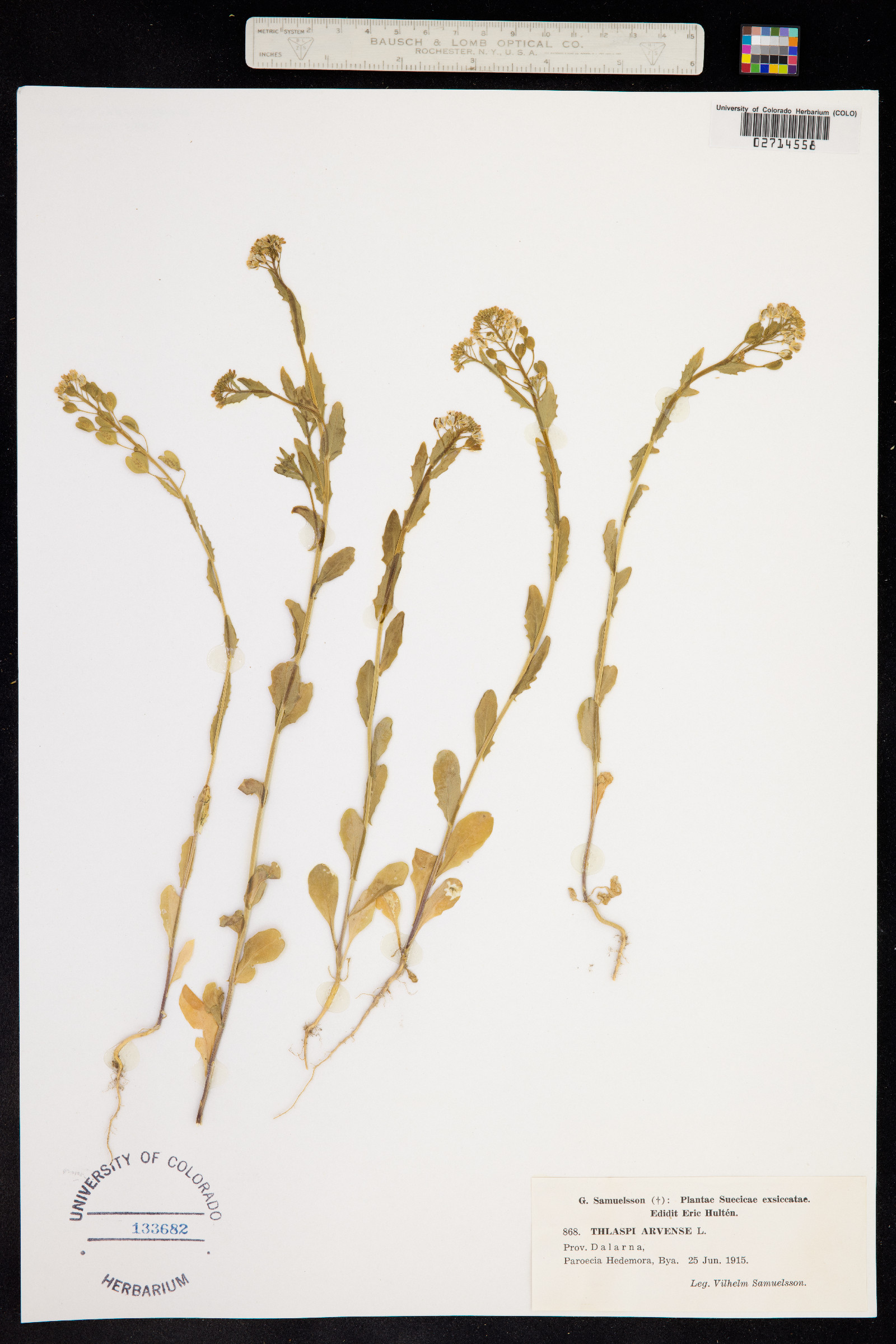 Thlaspi arvense image