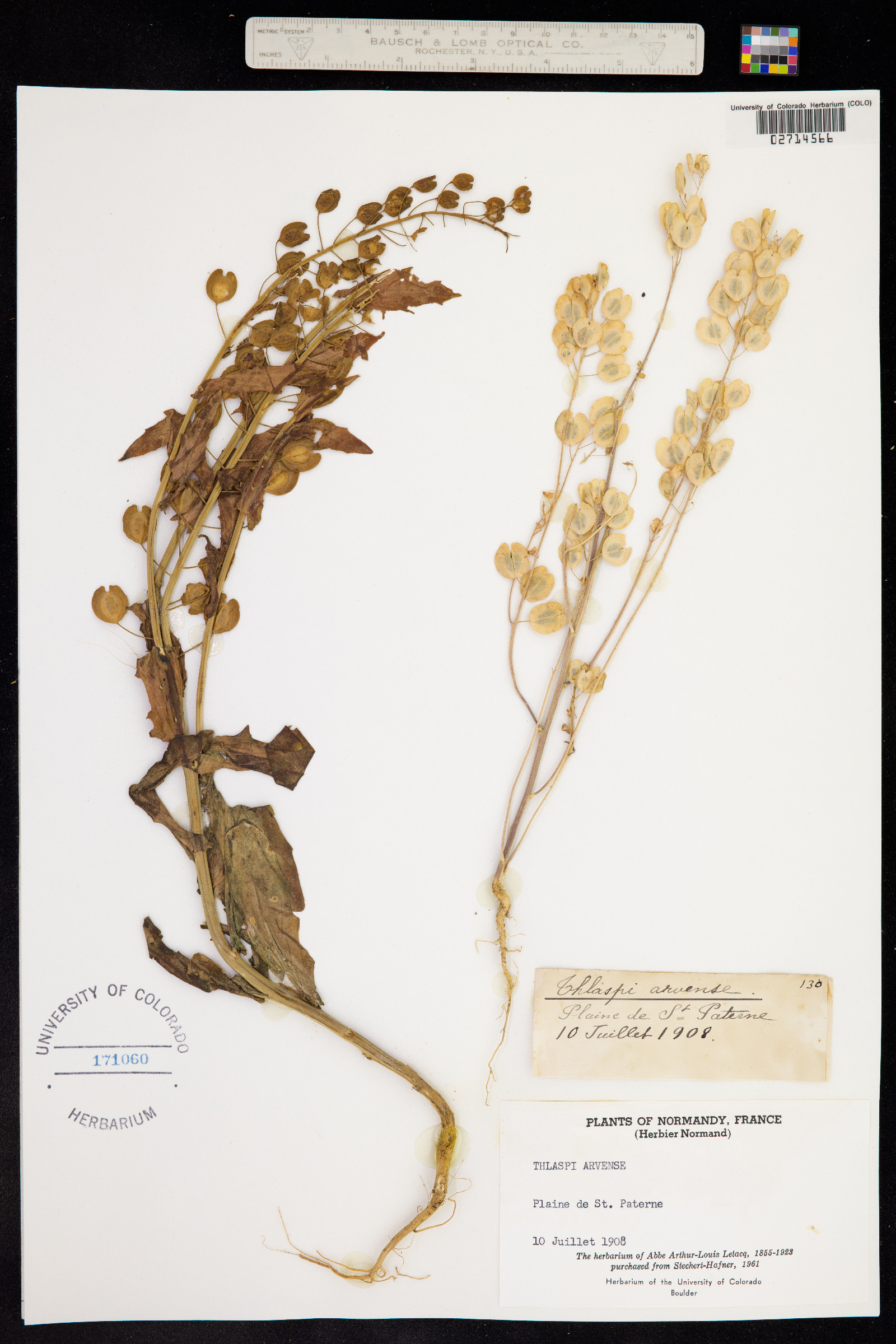 Thlaspi arvense image