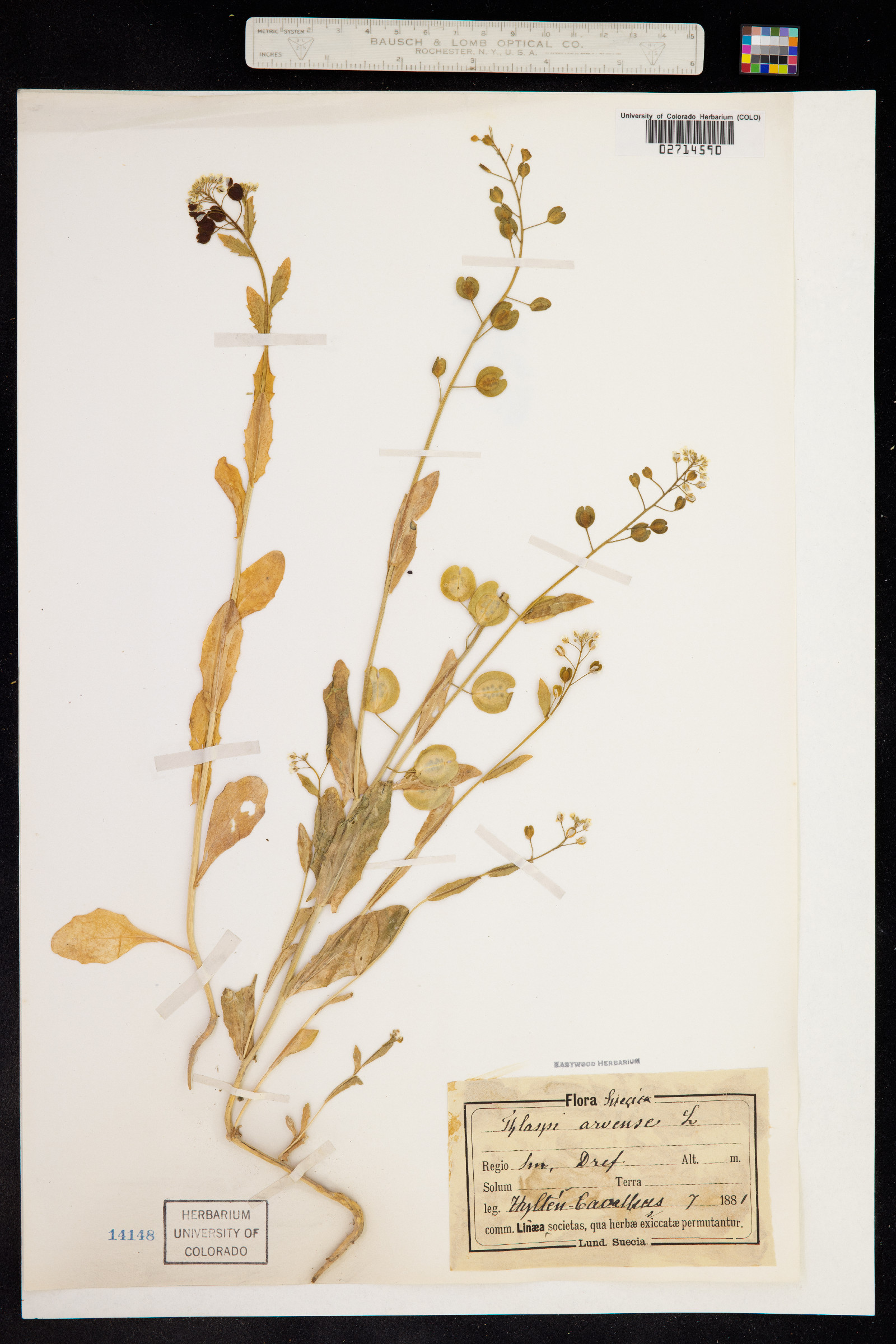 Thlaspi arvense image