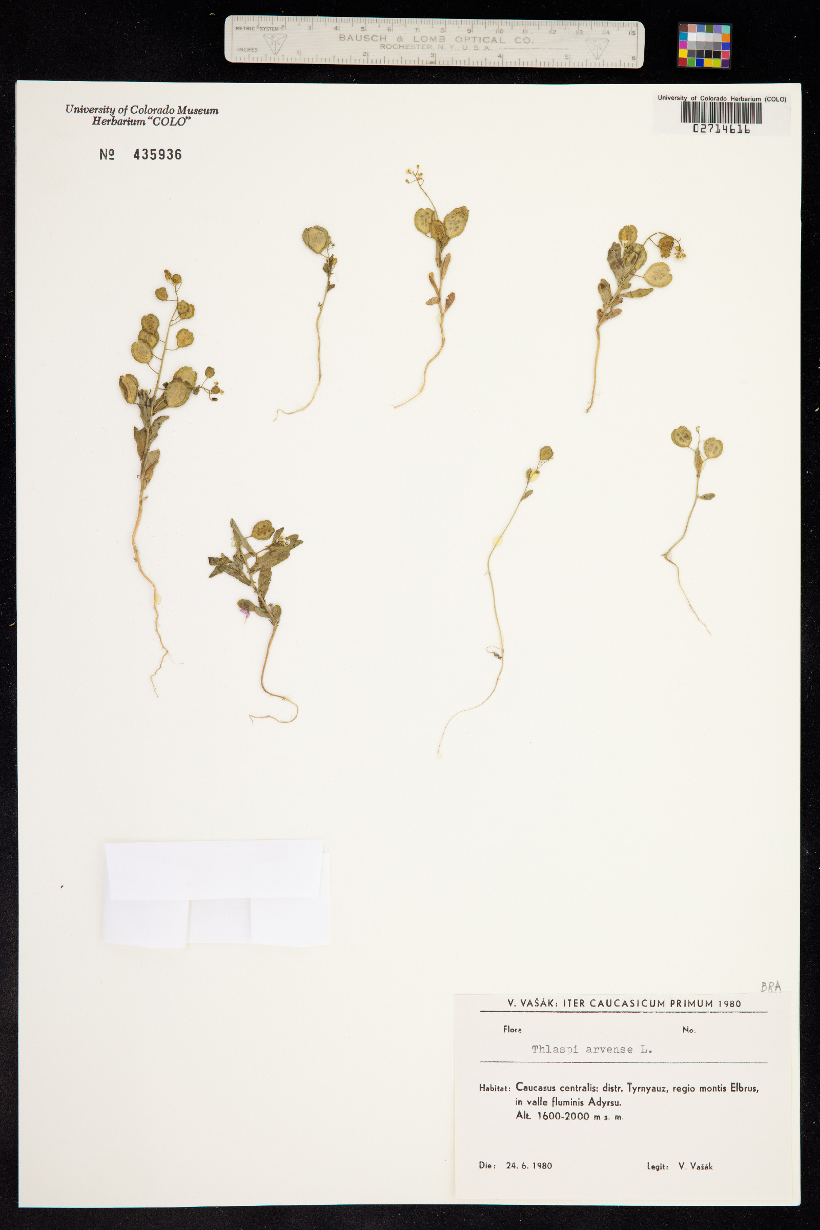 Thlaspi arvense image