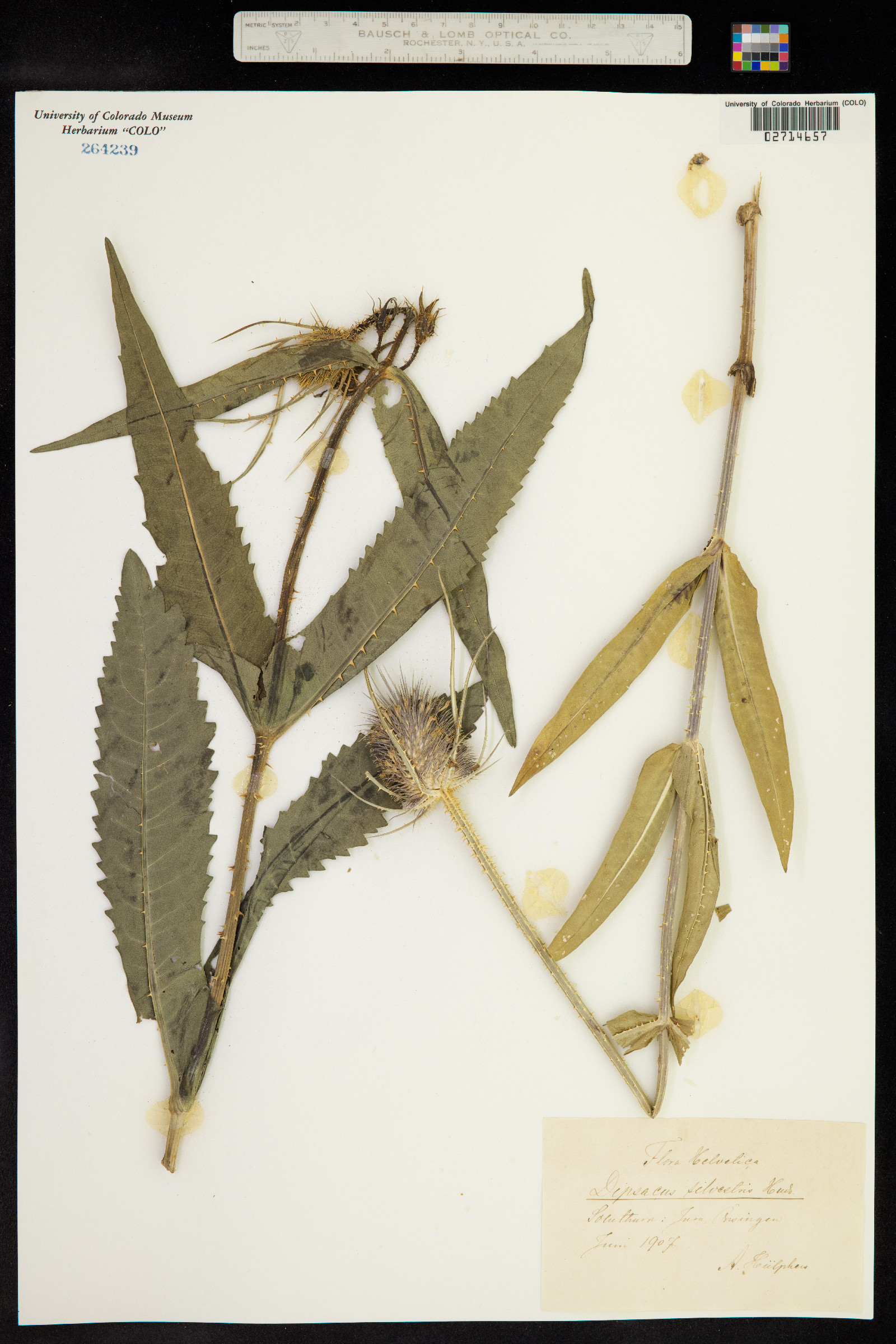 Dipsacus image