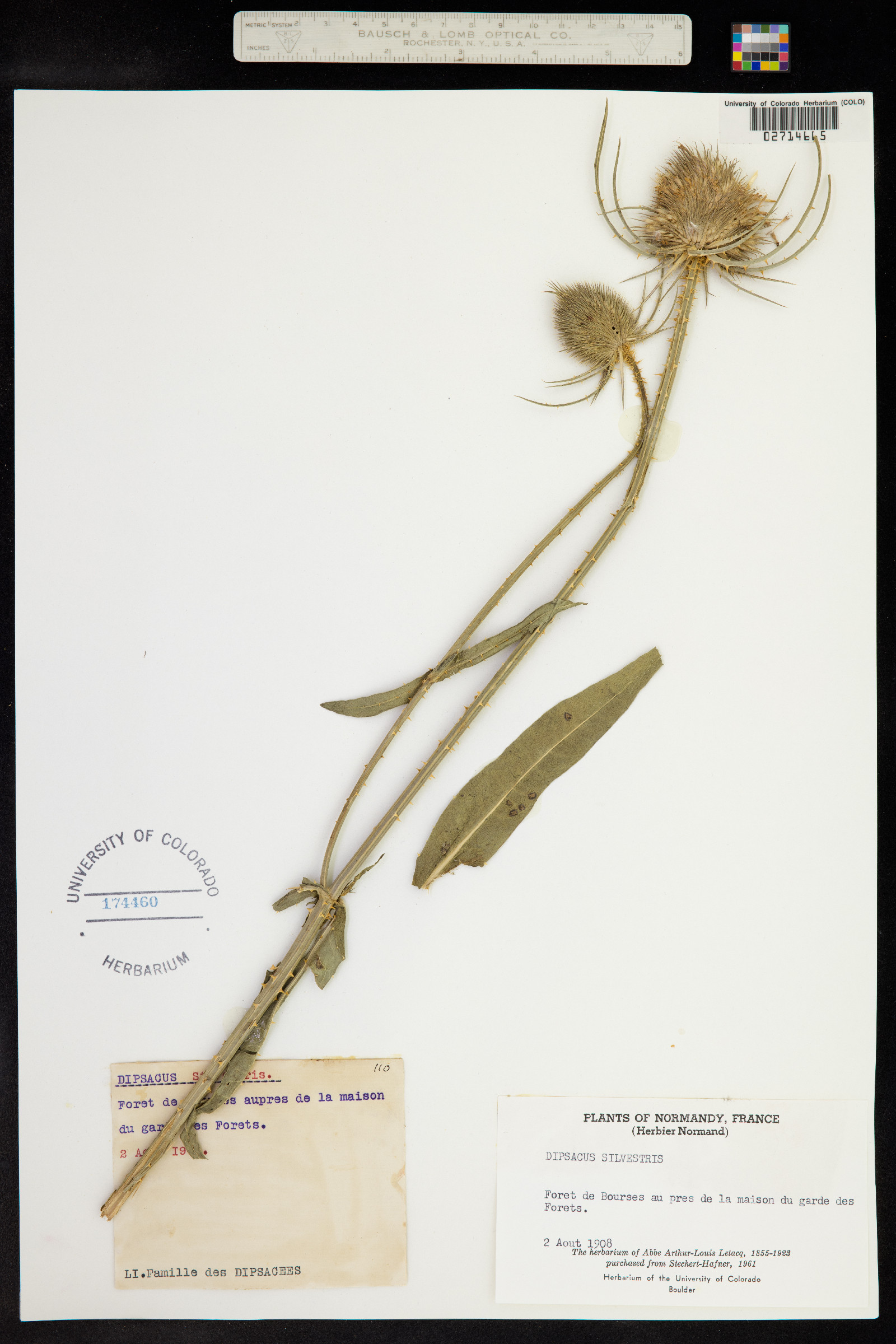 Dipsacus fullonum image