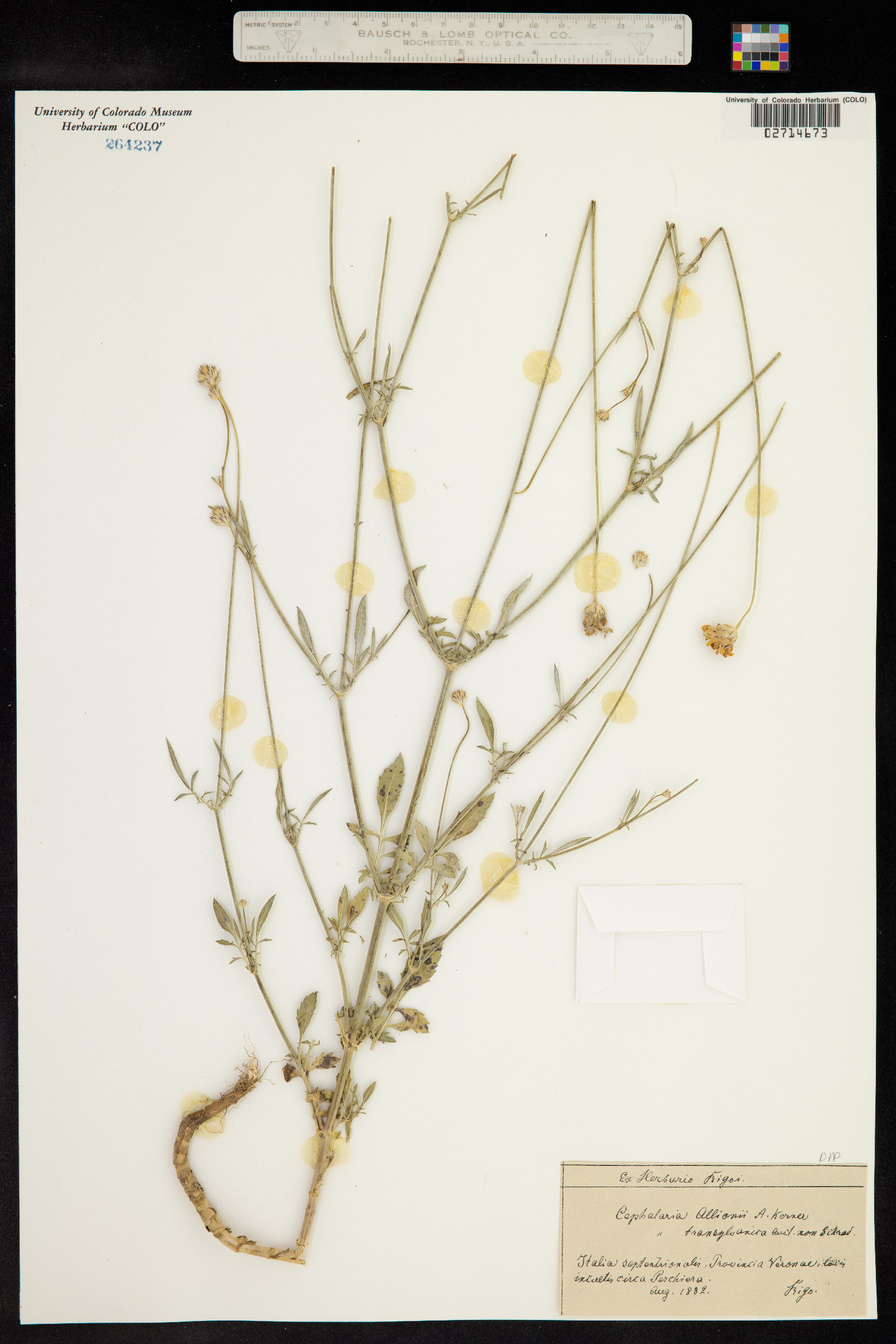 Cephalaria transylvanica image