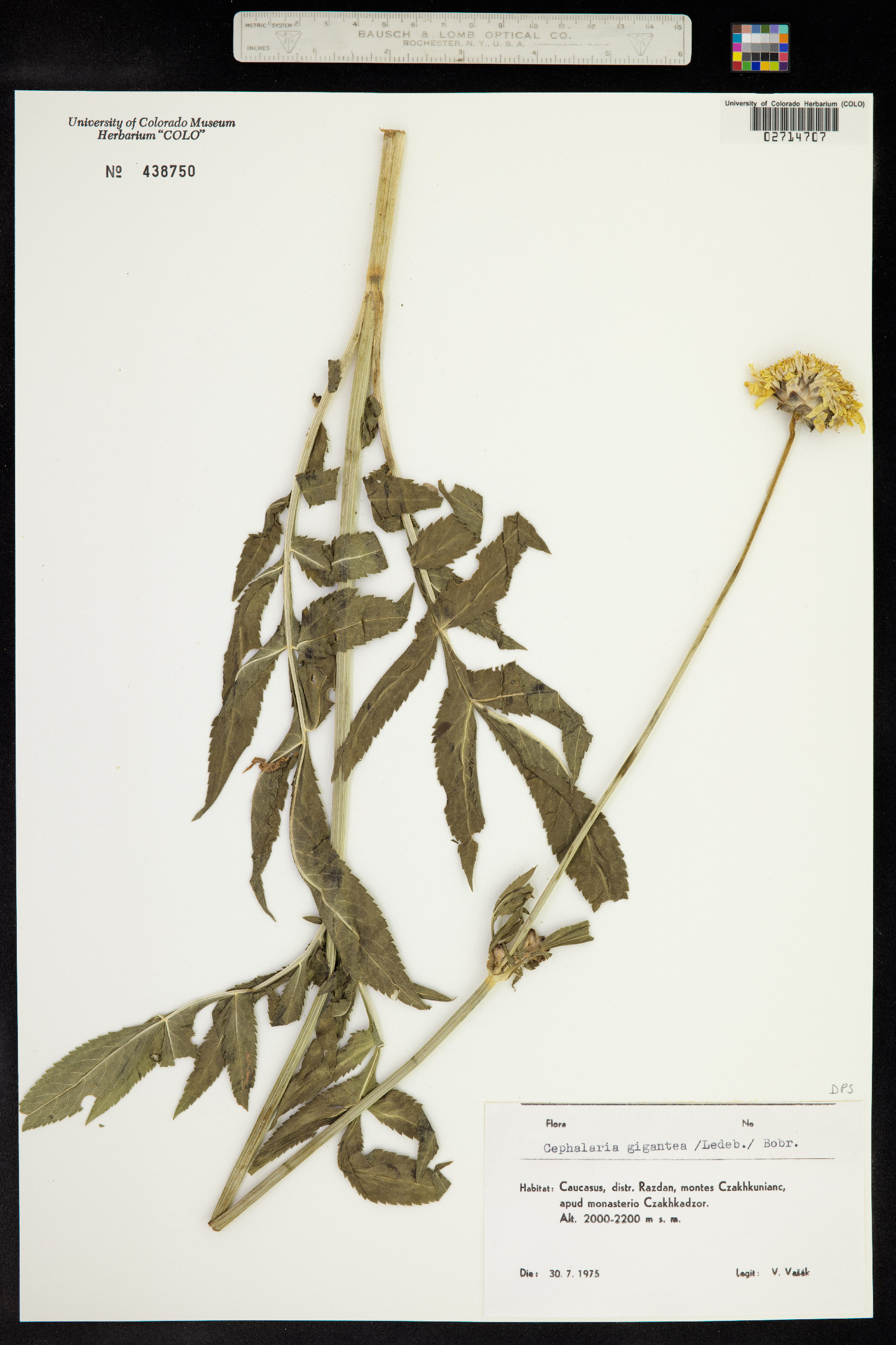 Cephalaria gigantea image