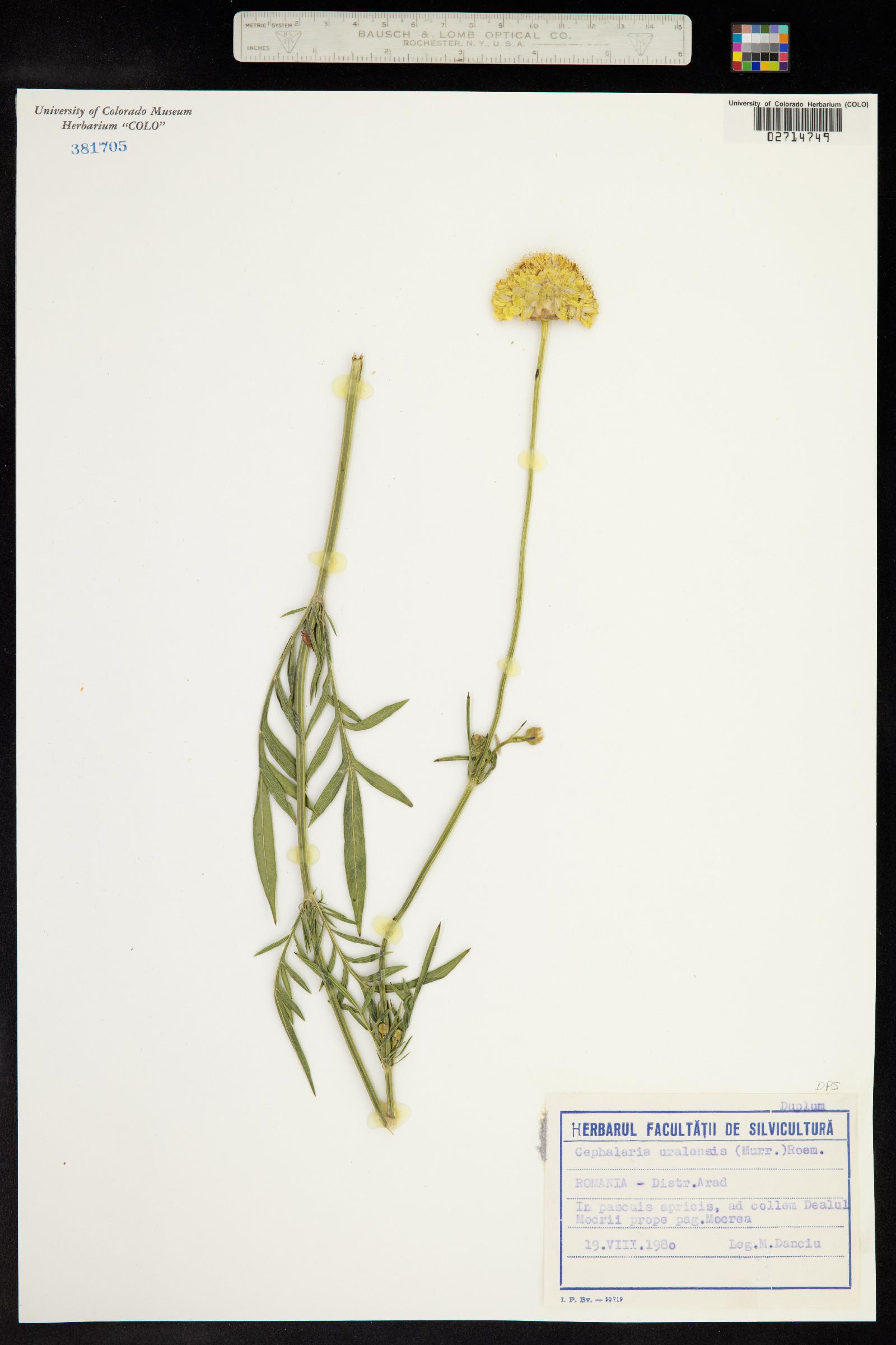 Cephalaria uralensis image