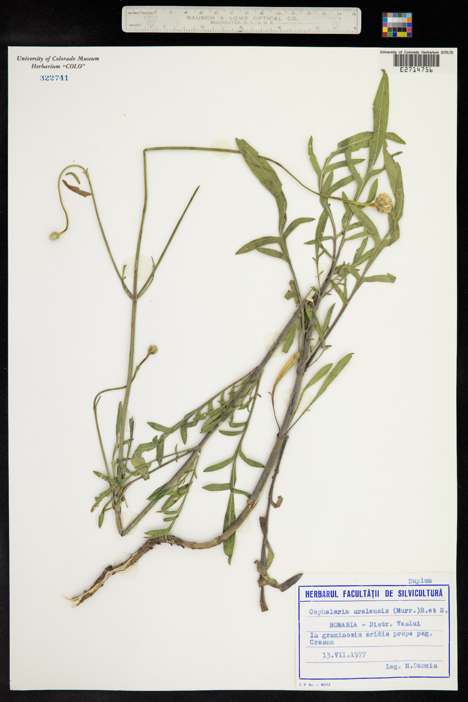 Cephalaria uralensis image