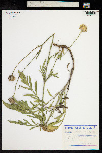 Cephalaria uralensis image