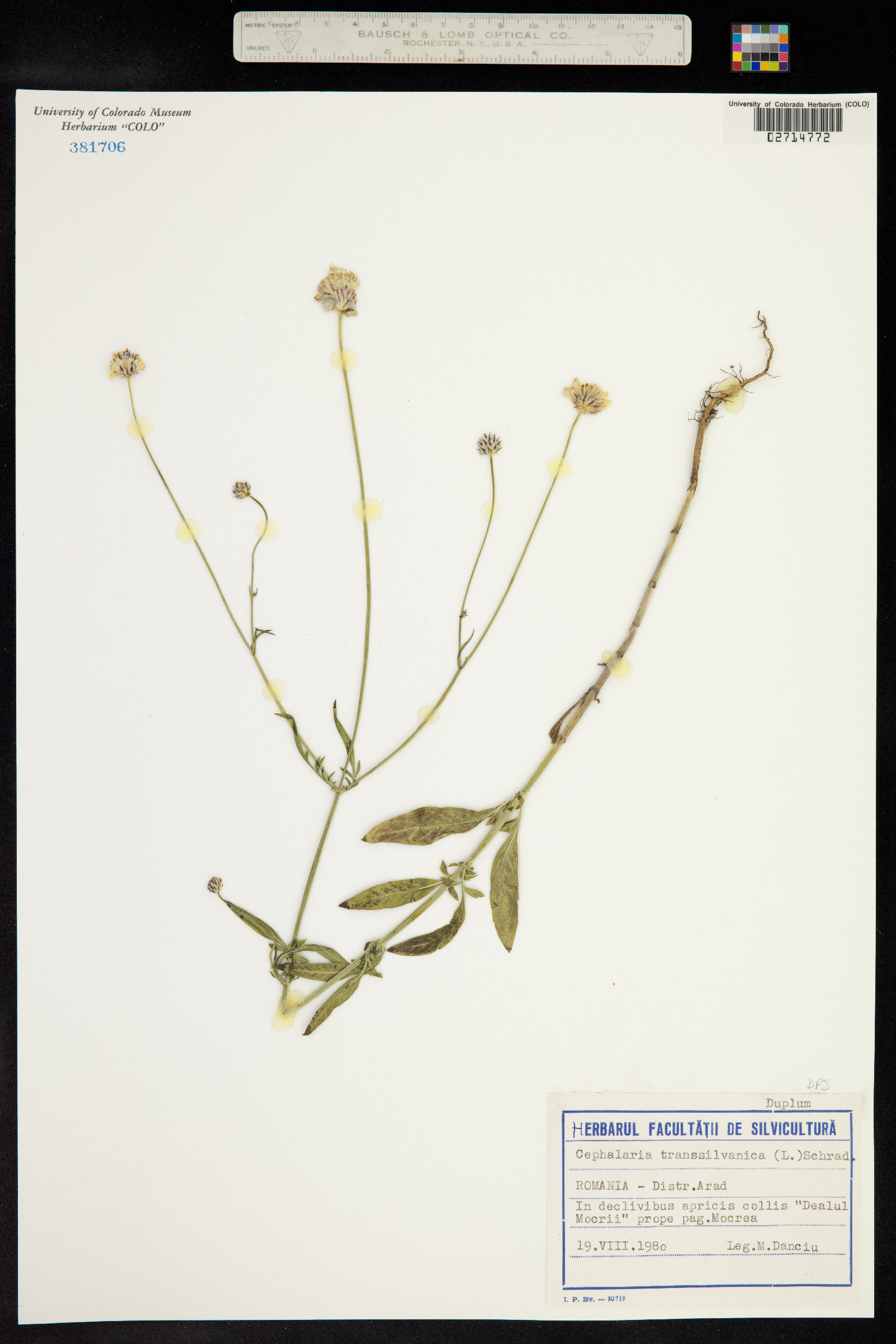 Cephalaria transsylvanica image