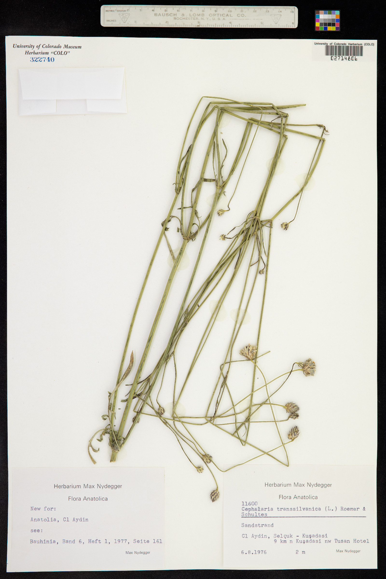 Cephalaria transsylvanica image