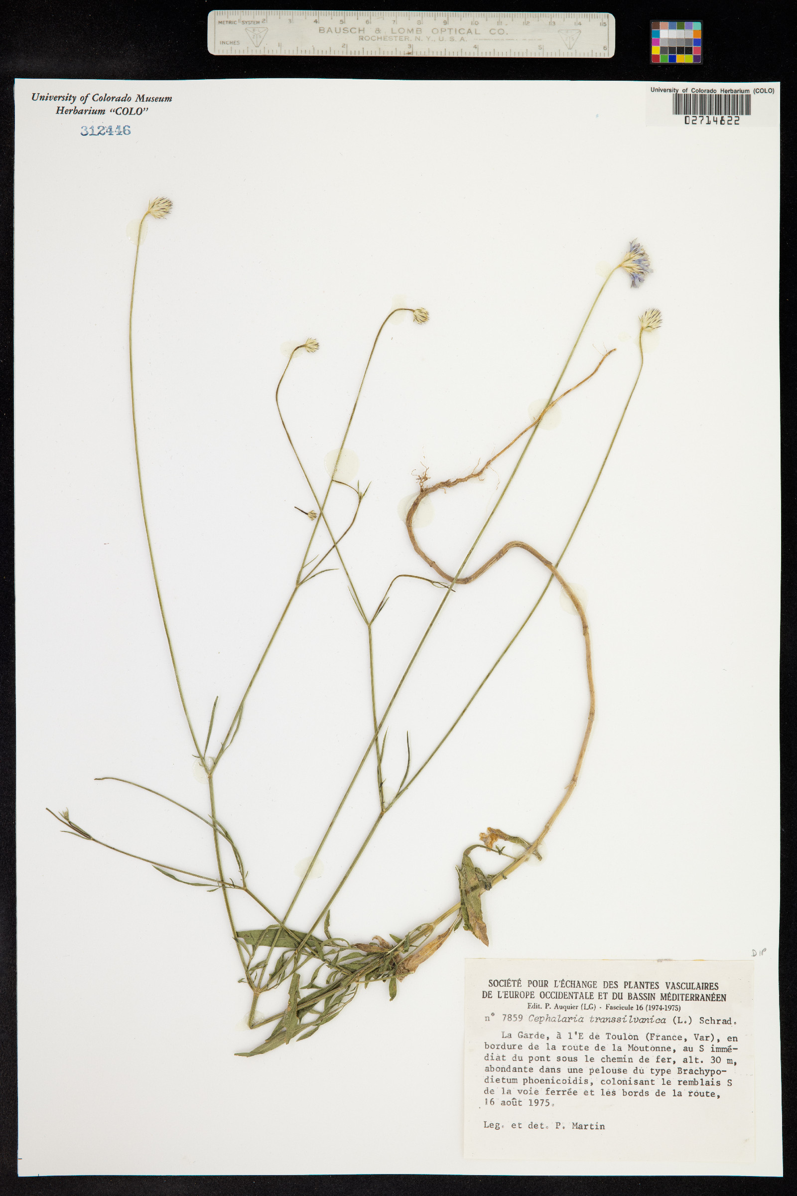 Cephalaria image