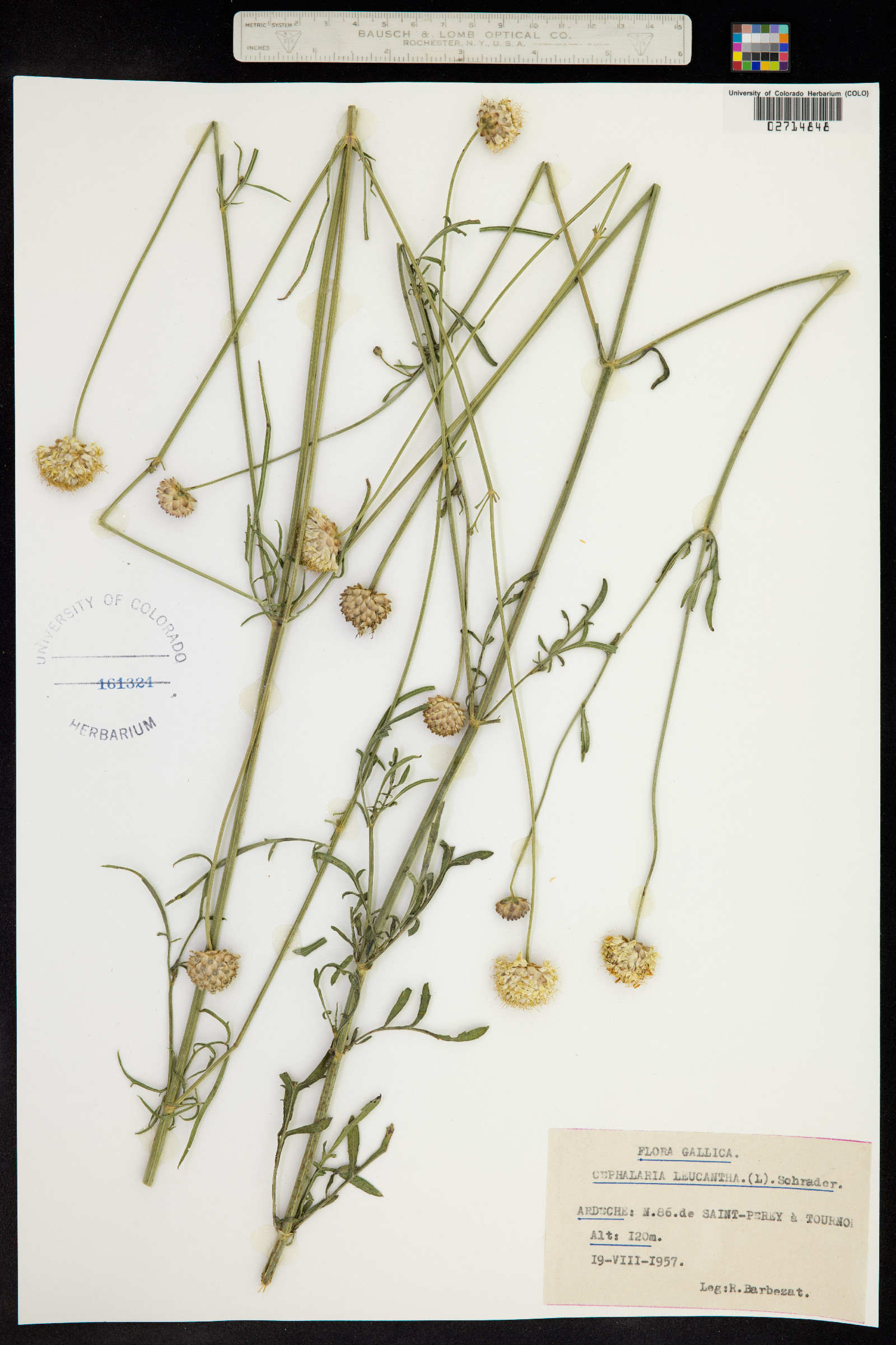 Cephalaria leucantha image