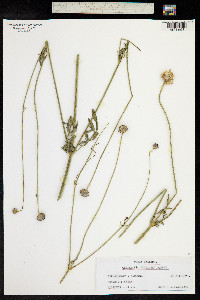 Cephalaria leucantha image