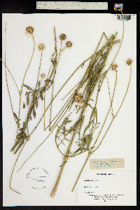 Cephalaria alpina image