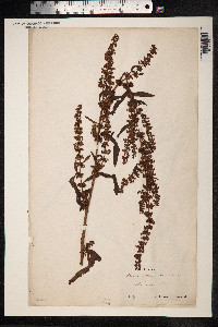 Rumex crispus image