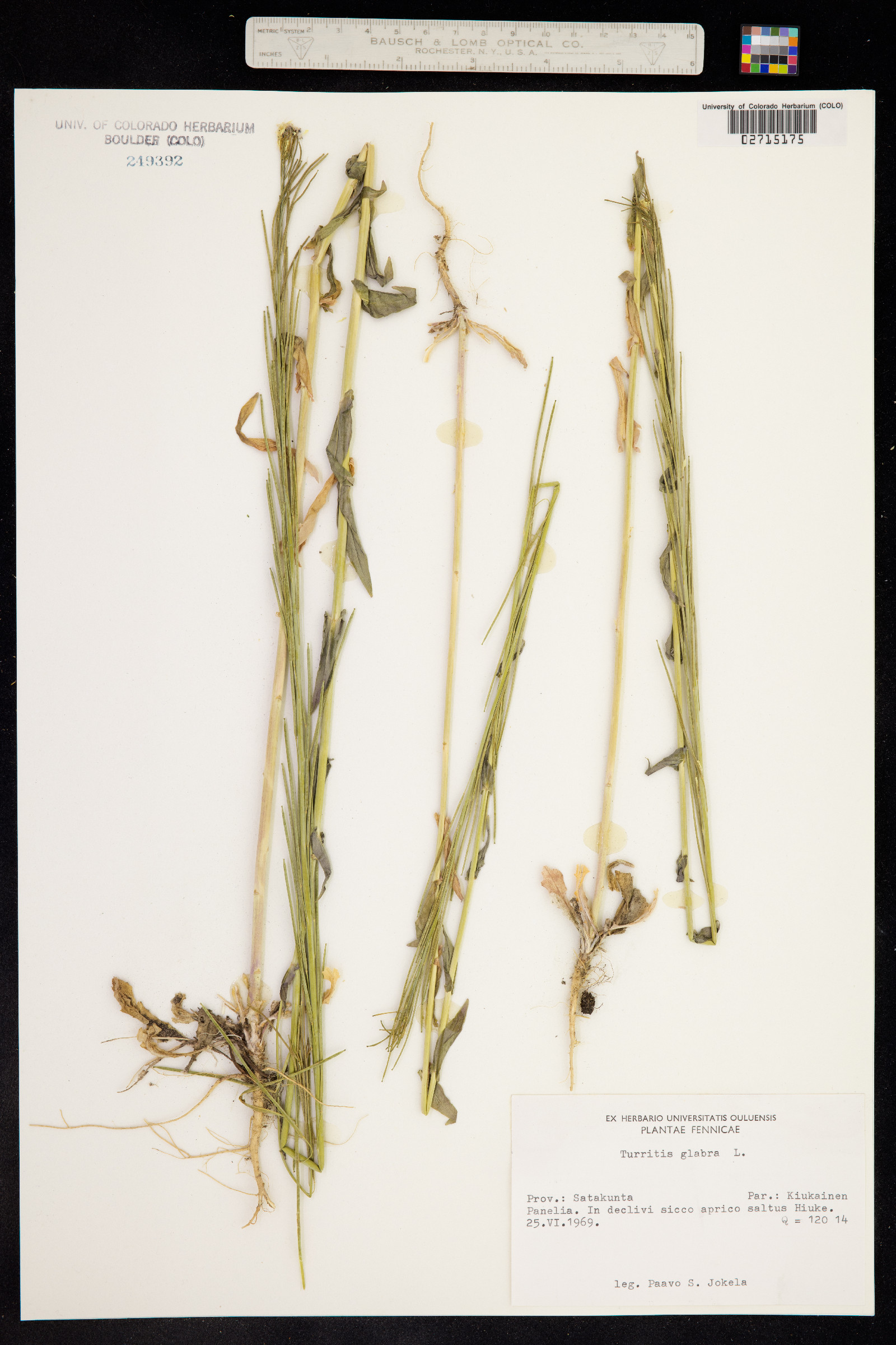 Turritis glabra image