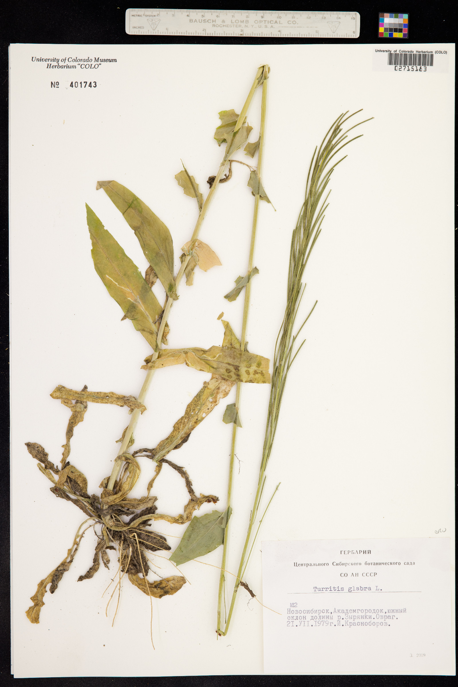 Turritis glabra image
