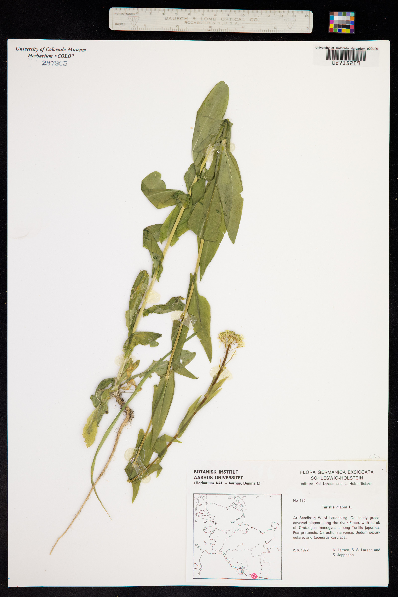 Turritis glabra image