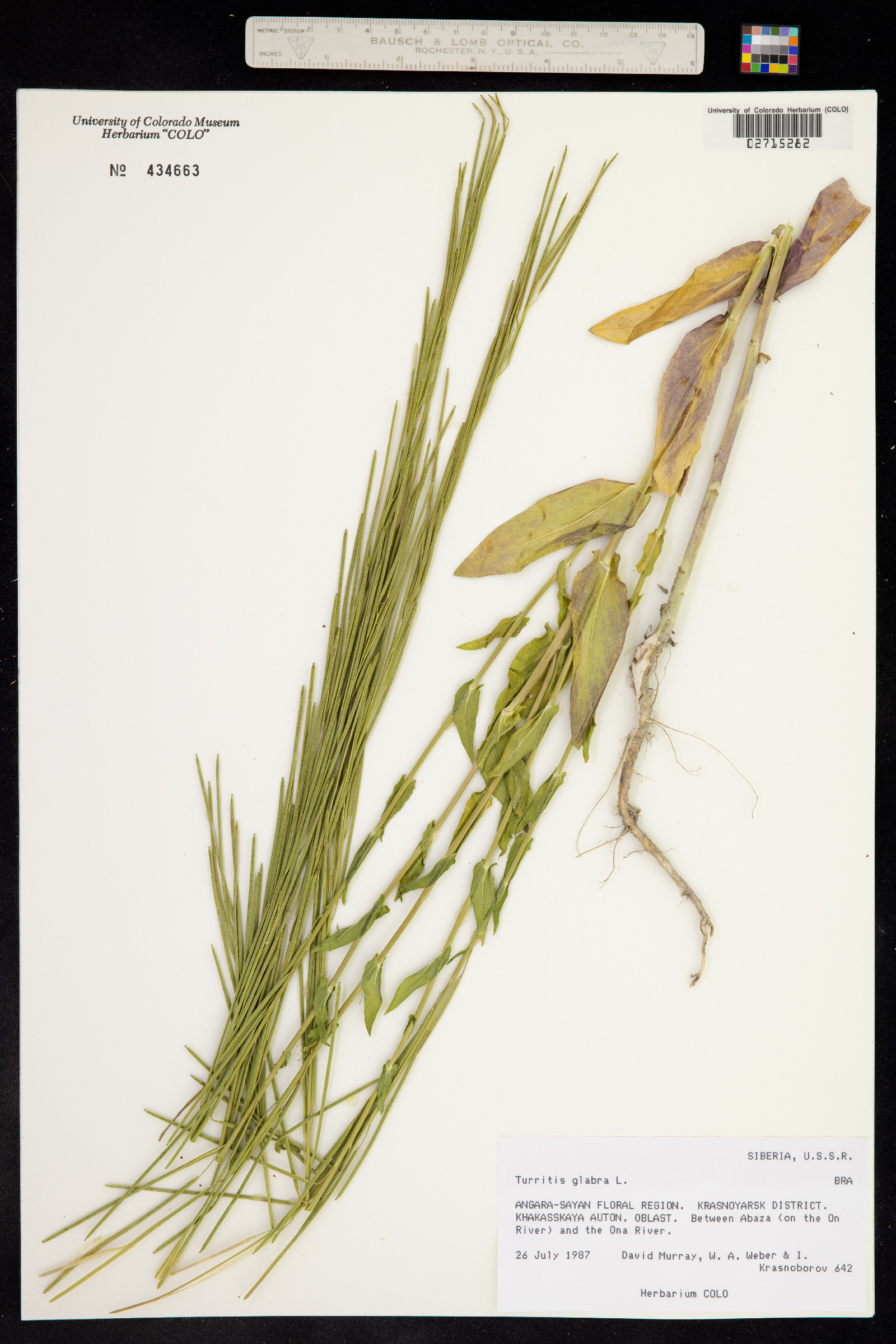 Turritis image