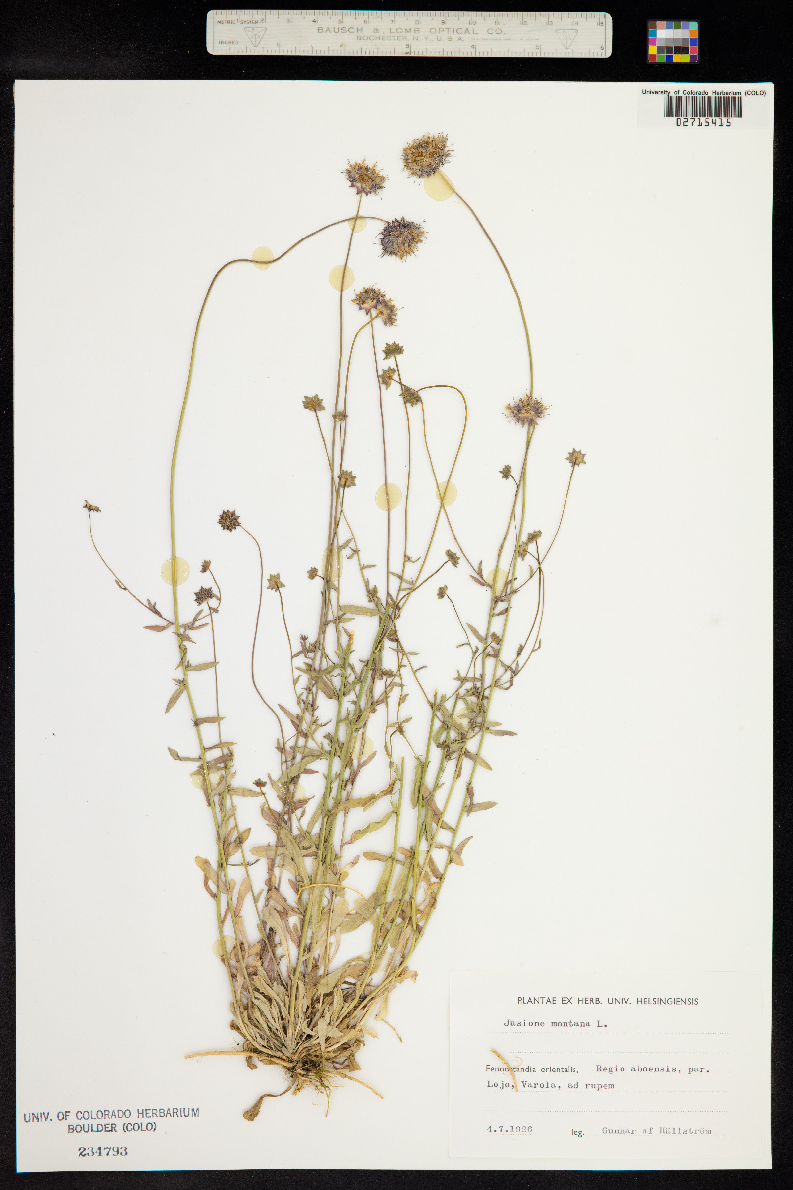 Jasione montana image