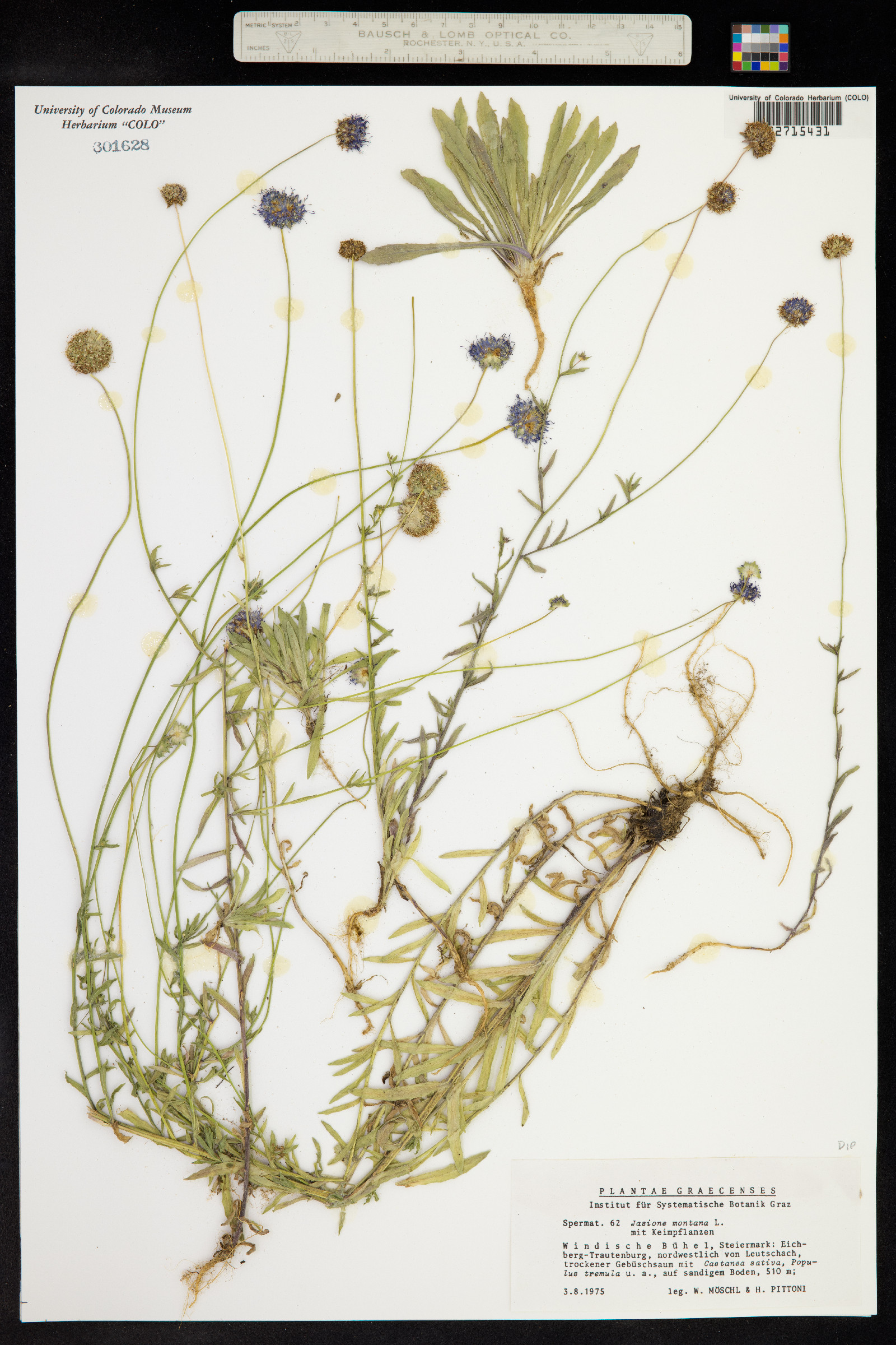 Jasione montana image