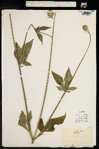 Image of Dipsacus japonicus